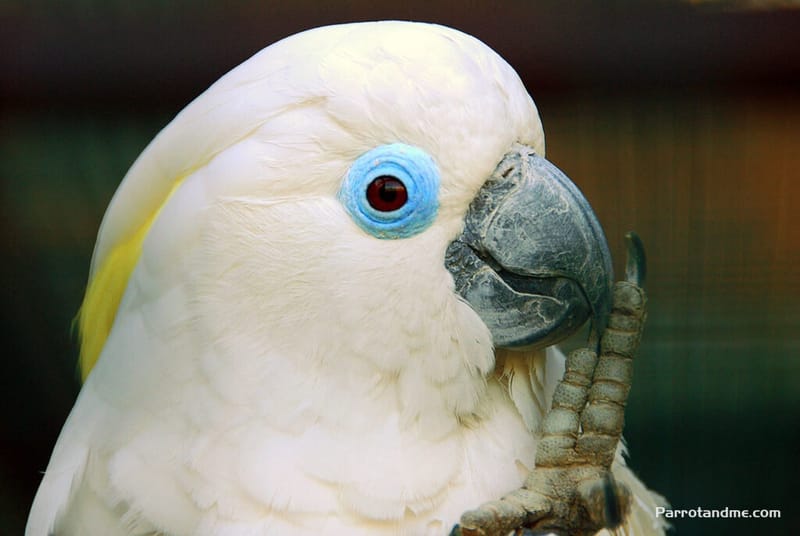 藍眼葵花鳳頭鸚鵡