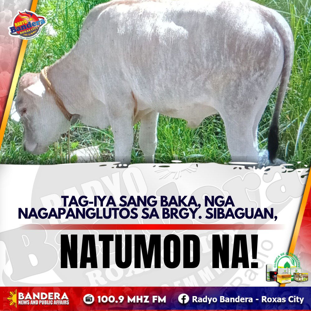 LOKAL | TAG-IYA SANG BAKA, NGA NAGAPANGLUTOS SA BRGY. SIBAGUAN,NATUMOD NA!