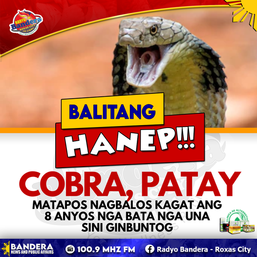 BALITANG HANEP | COBRA, PATAY MATAPOS NAGBALOS KAGAT ANG 8 ANYOS NGA BATA NGA UNA SINI GINBUNTOG