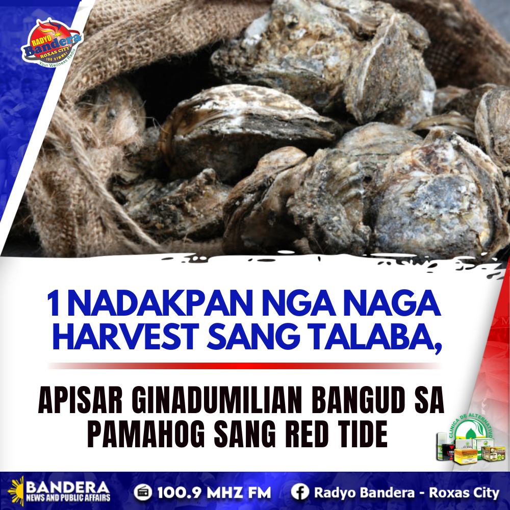 1 NADAKPAN NGA NAGA HARVEST SANG TALABA, APISAR GINADUMILIAN BANGUD SA PAMAHOG SANG RED TIDE