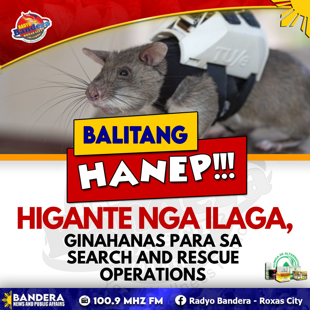 BALITANG HANEP | HIGANTE NGA ILAGA, GINAHANAS PARA SA SEARCH AND RESCUE OPERATIONS