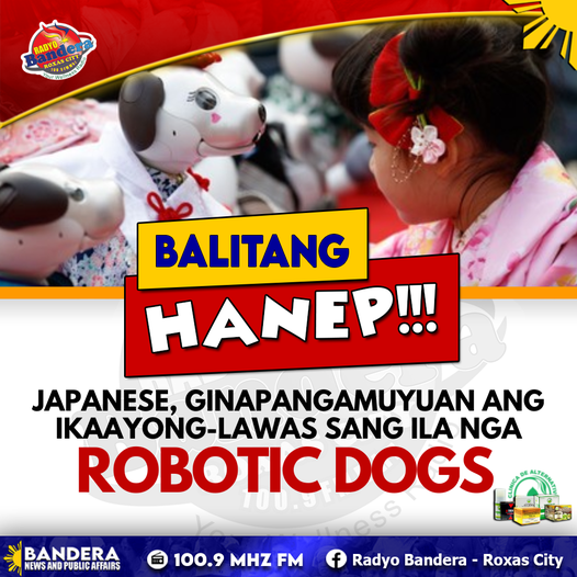 BALITANG HANEP | JAPANESE, GINAPANGAMUYUAN ANG IKAAYONG-LAWAS SANG ILA NGA ROBOTIC DOGS