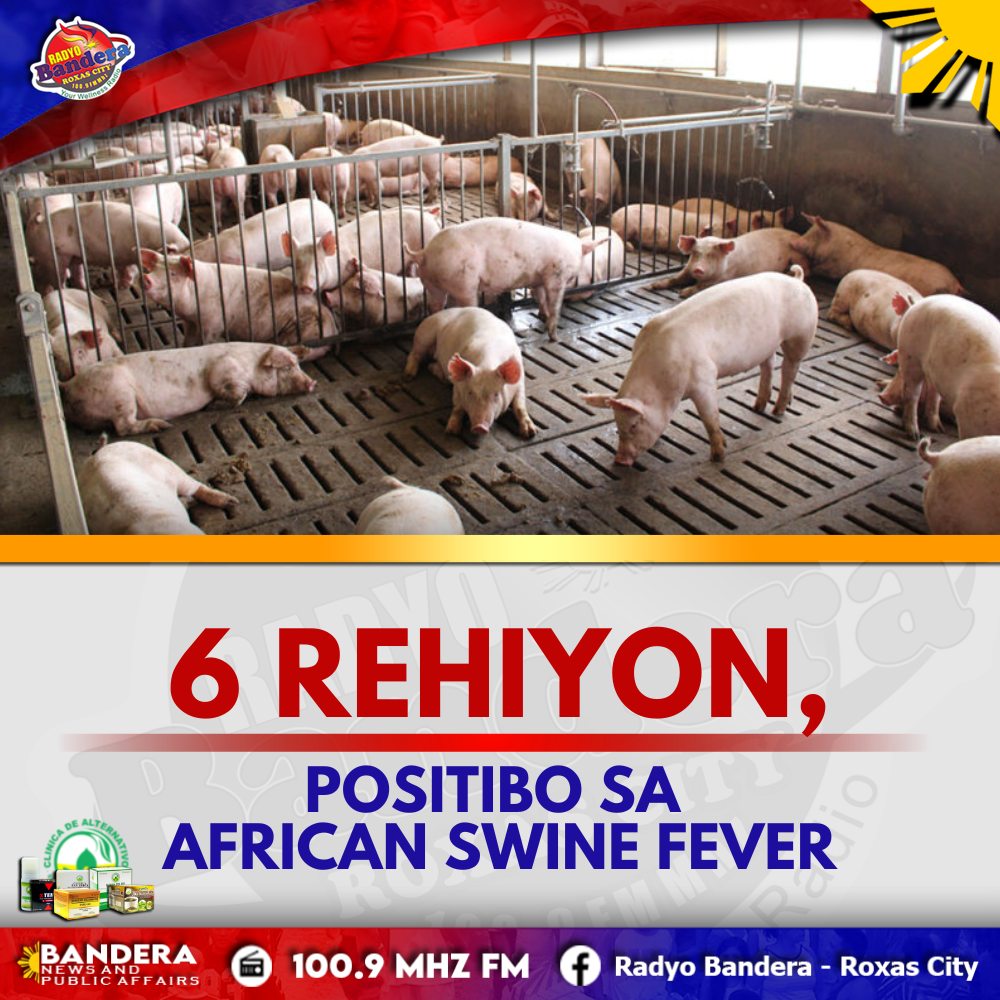 NATIONAL | 6 REHIYON, POSITIBO SA AFRICAN SWINE FEVER