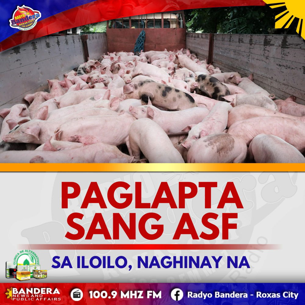 REGIONAL | PAGLAPTA SANG ASF SA ILOILO, NAGHINAY NA