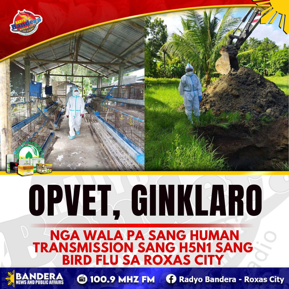 OPVET, GINKLARO NGA WALA PA SANG HUMAN TRANSMISSION SANG H5N1 SANG BIRD FLU SA ROXAS CITY