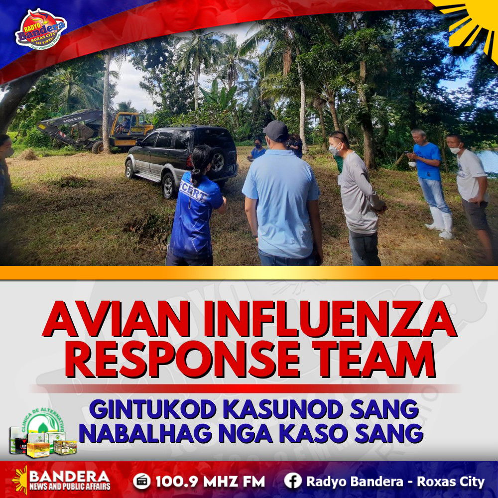 LOKAL | AVIAN INFLUENZA RESPONSE TEAM, GINTUKOD KASUNOD SANG NABALHAG NGA KASO SANG BIRD FLU SA ROXAS CITY