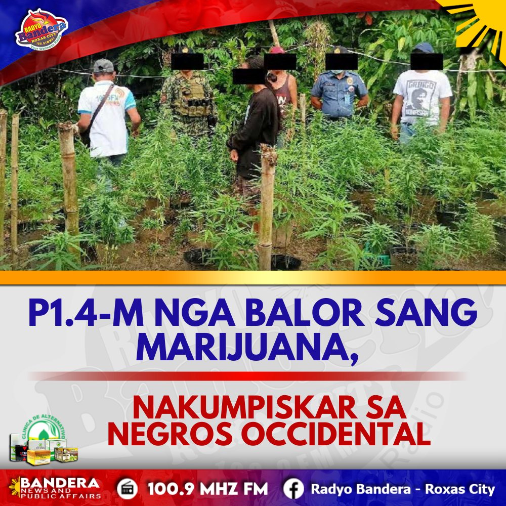 REGIONAL | P1.4-M NGA BALOR SANG MARIJUANA, NAKUMPISKAR SA NEGROS OCCIDENTAL