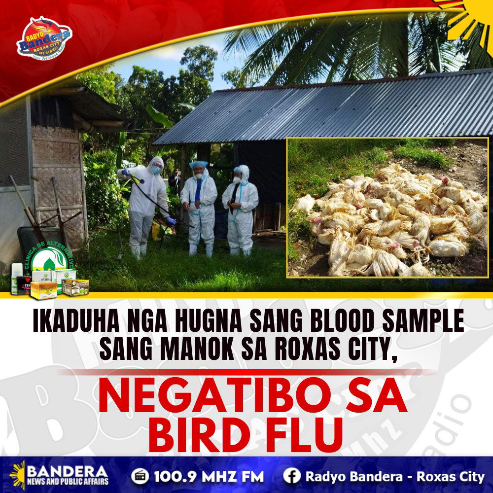 IKADUHA NGA HUGNA SANG BLOOD SAMPLE SANG MANOK SA ROXAS CITY, NEGATIBO SA BIRD FLU