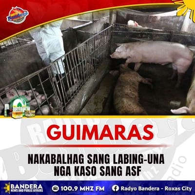 REGIONAL | GUIMARAS, NAKABALHAG SANG LABING-UNA NGA KASO SANG ASF