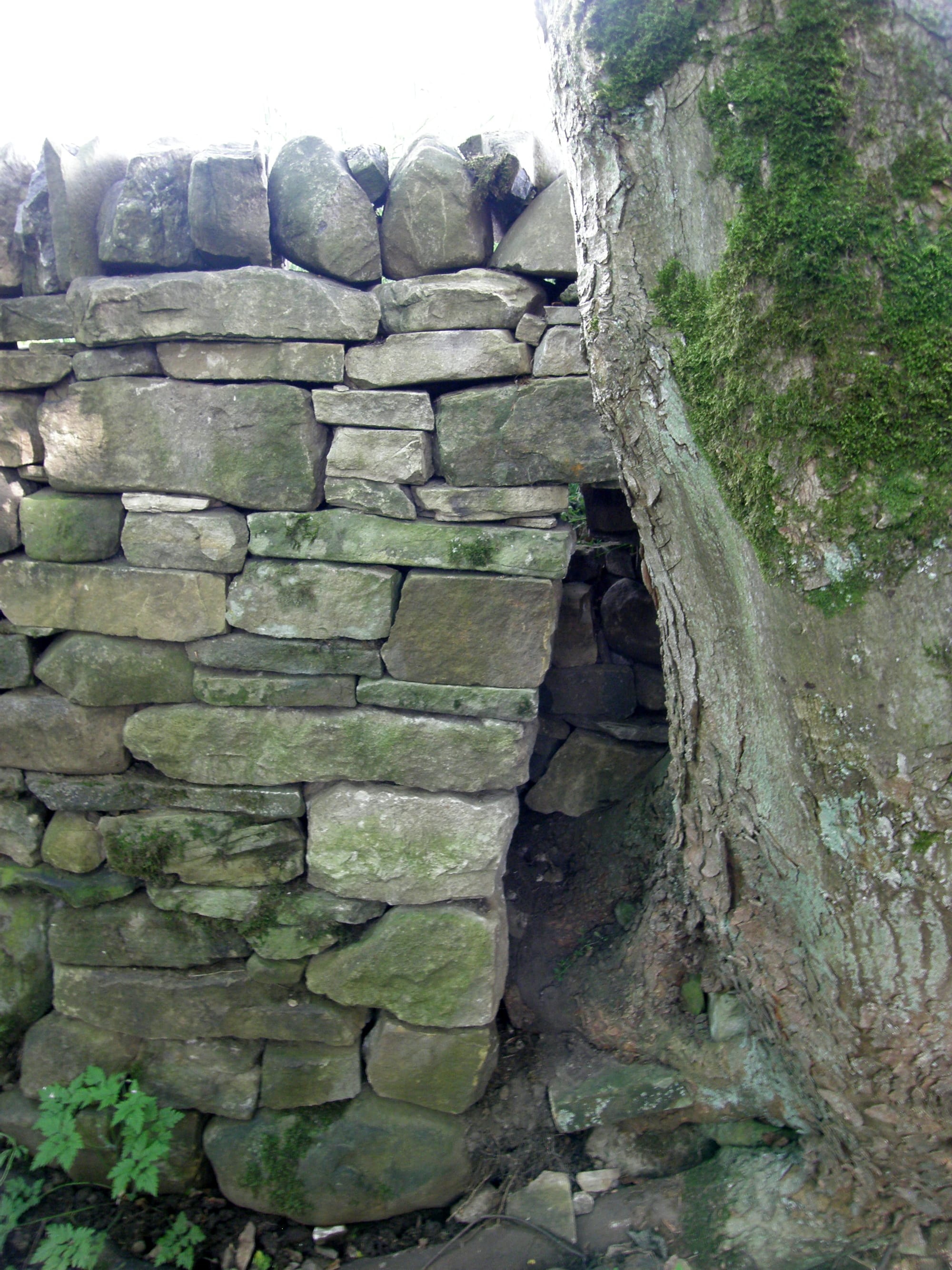 Walls and Trees