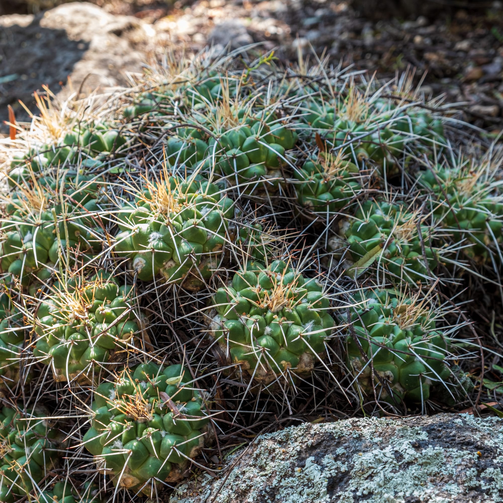 Jardin botanique El Charco Del Ingenio