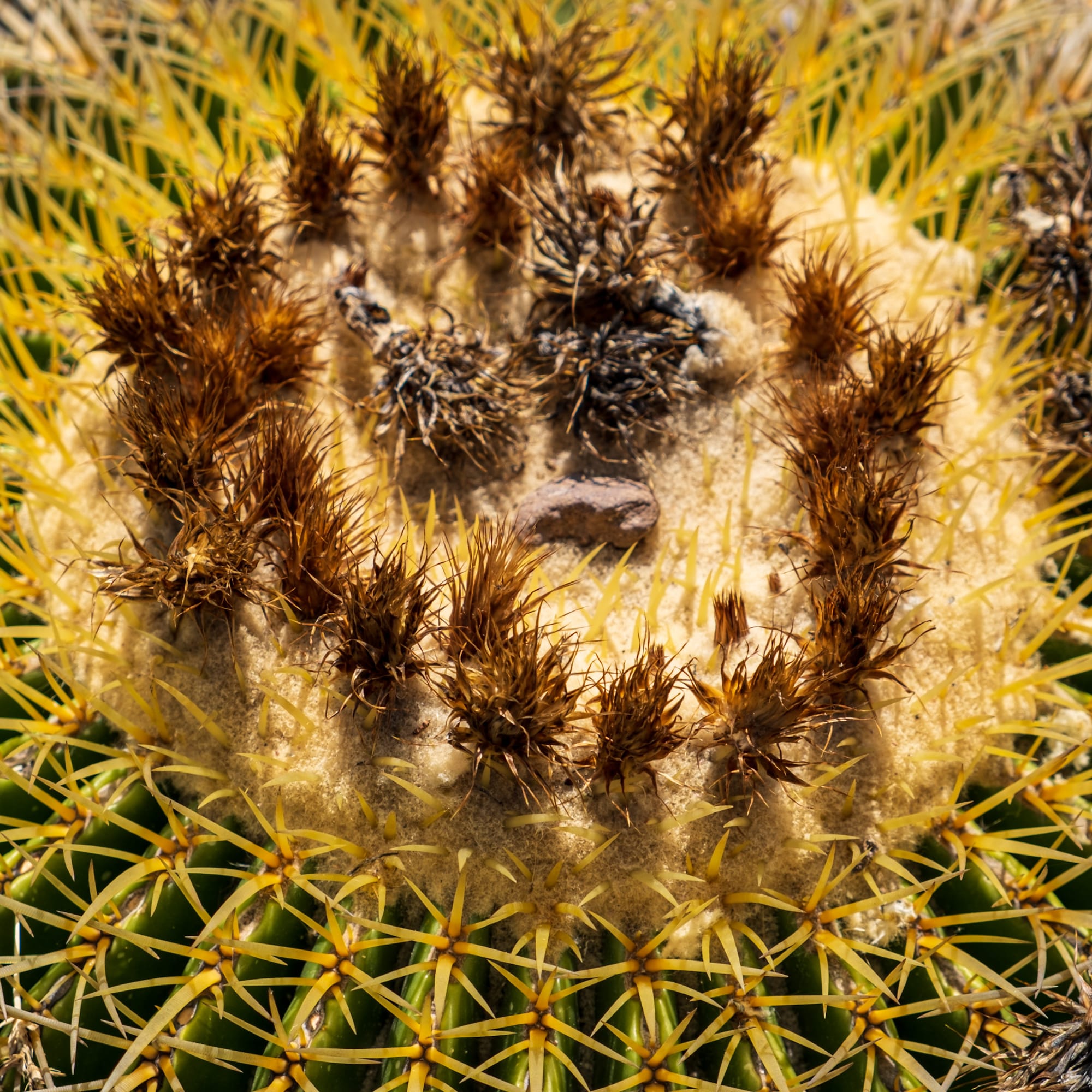 Jardin botanique El Charco Del Ingenio