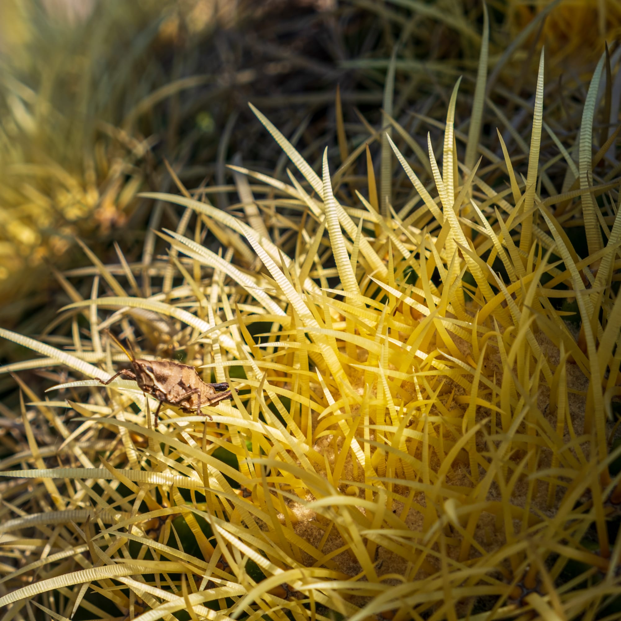 Jardin botanique El Charco Del Ingenio