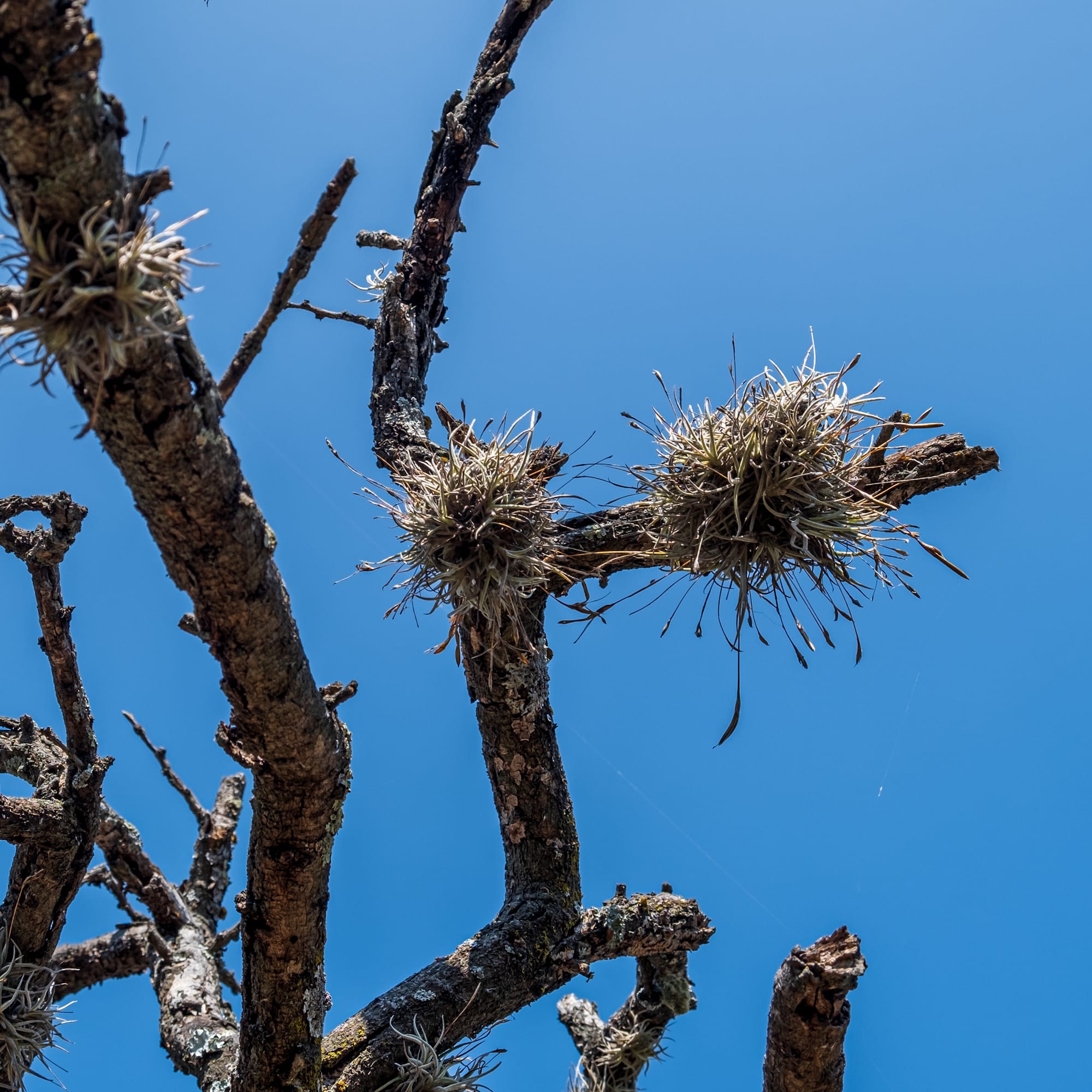 Jardin botanique El Charco Del Ingenio