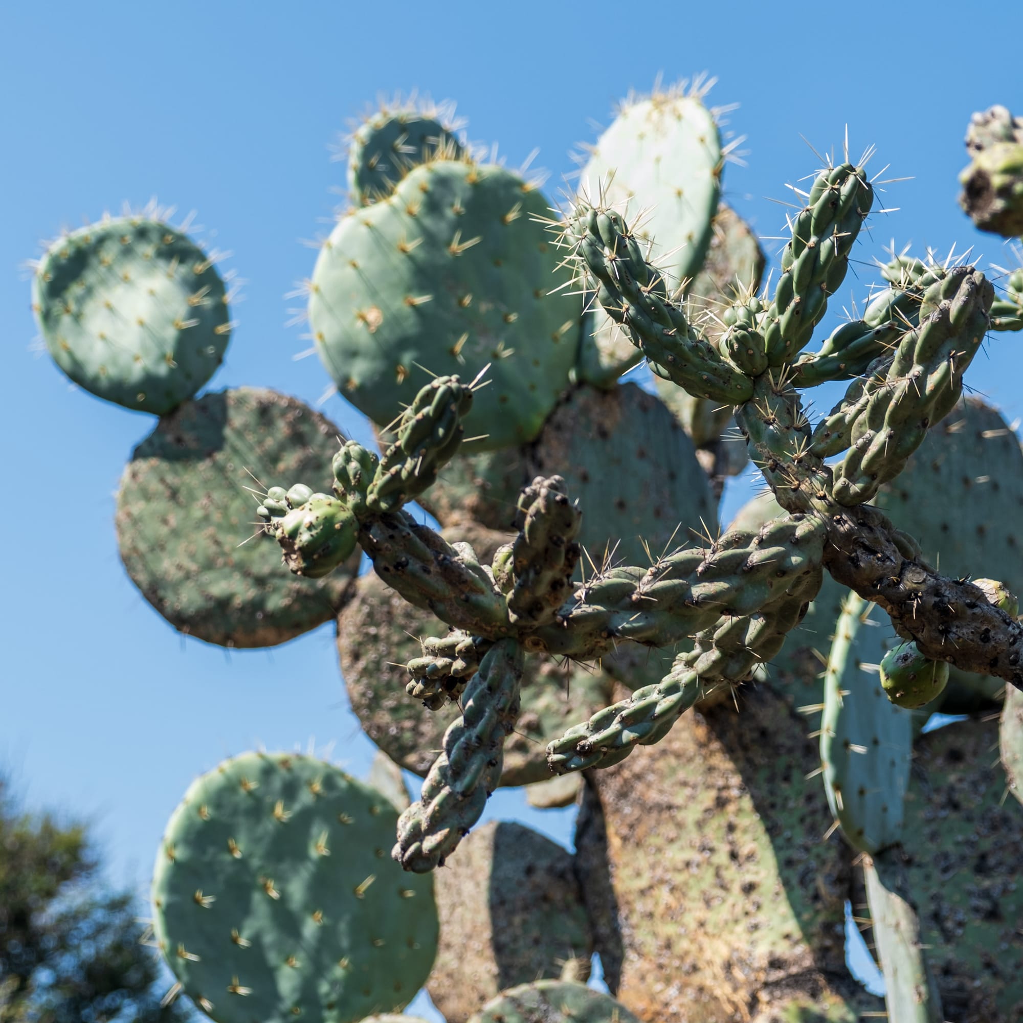 Jardin botanique El Charco Del Ingenio