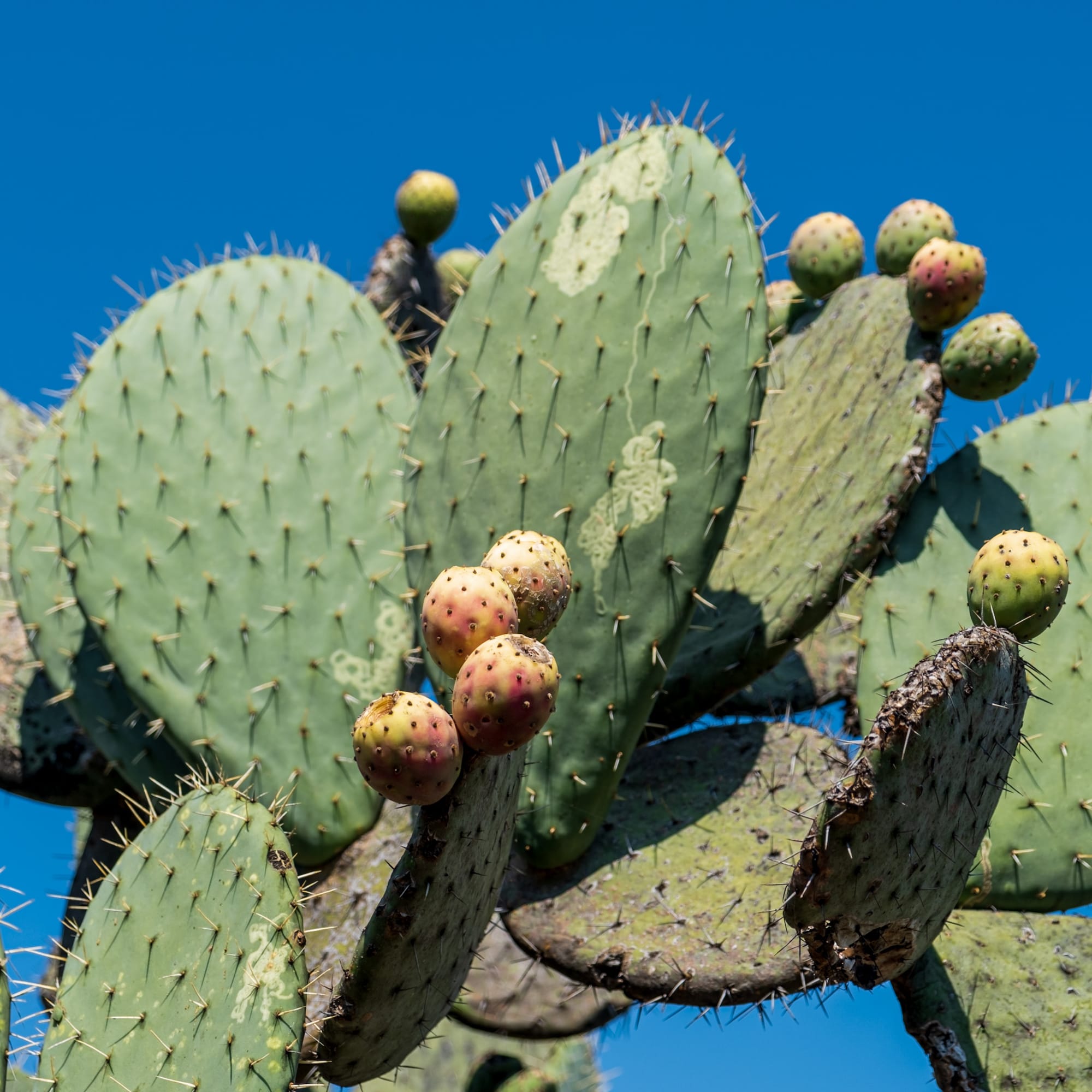 Jardin botanique El Charco Del Ingenio
