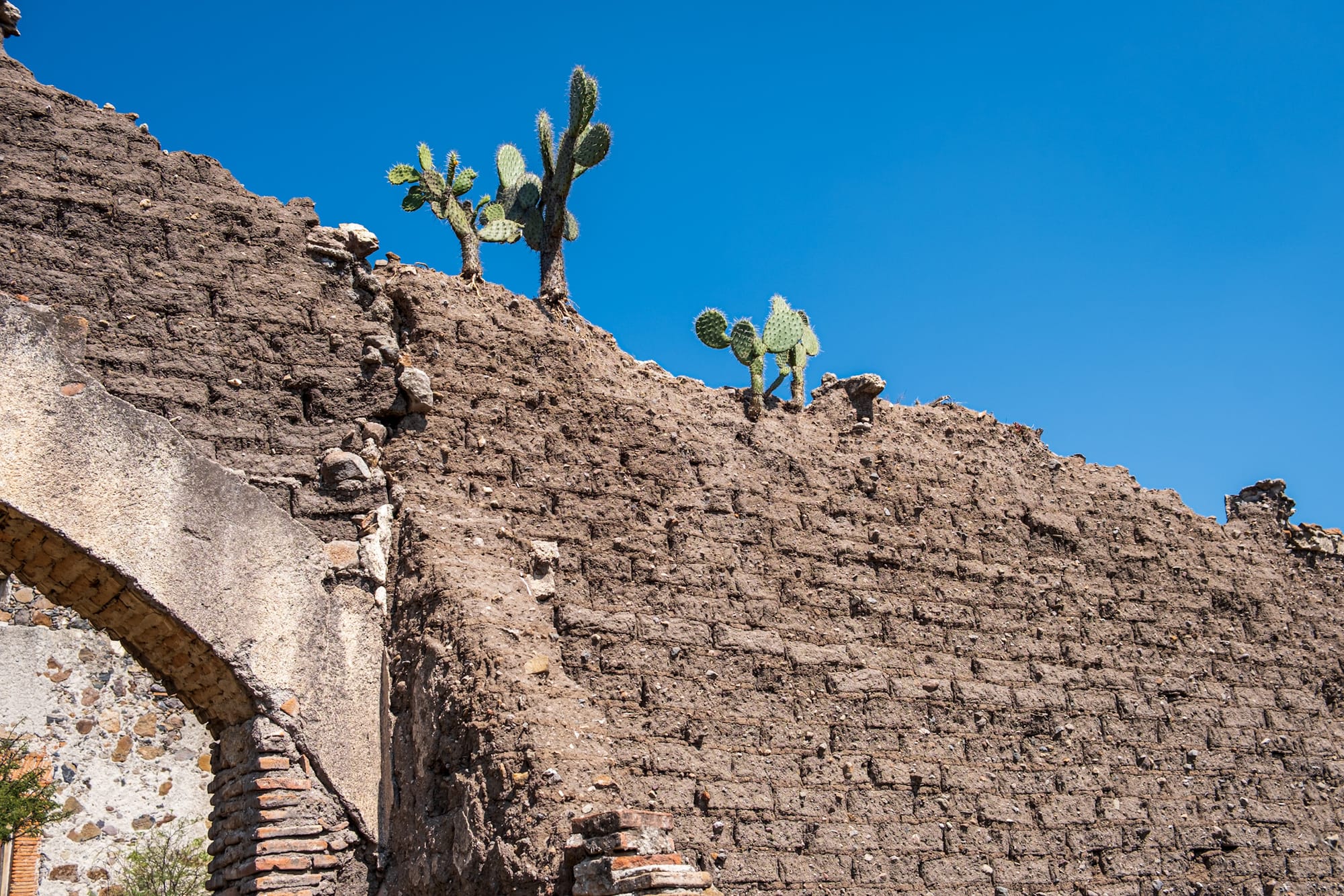 Jardin botanique El Charco Del Ingenio
