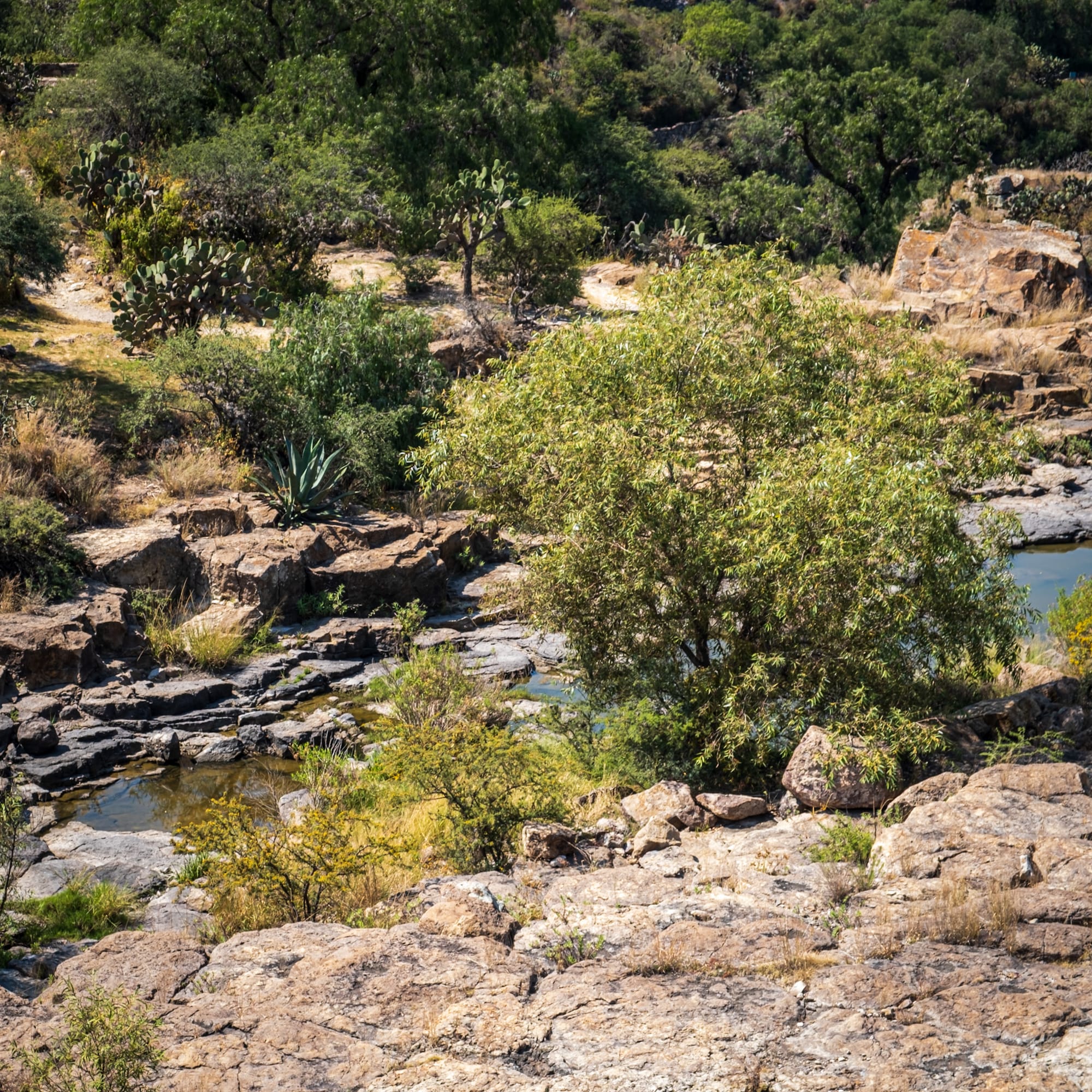 Jardin botanique El Charco Del Ingenio