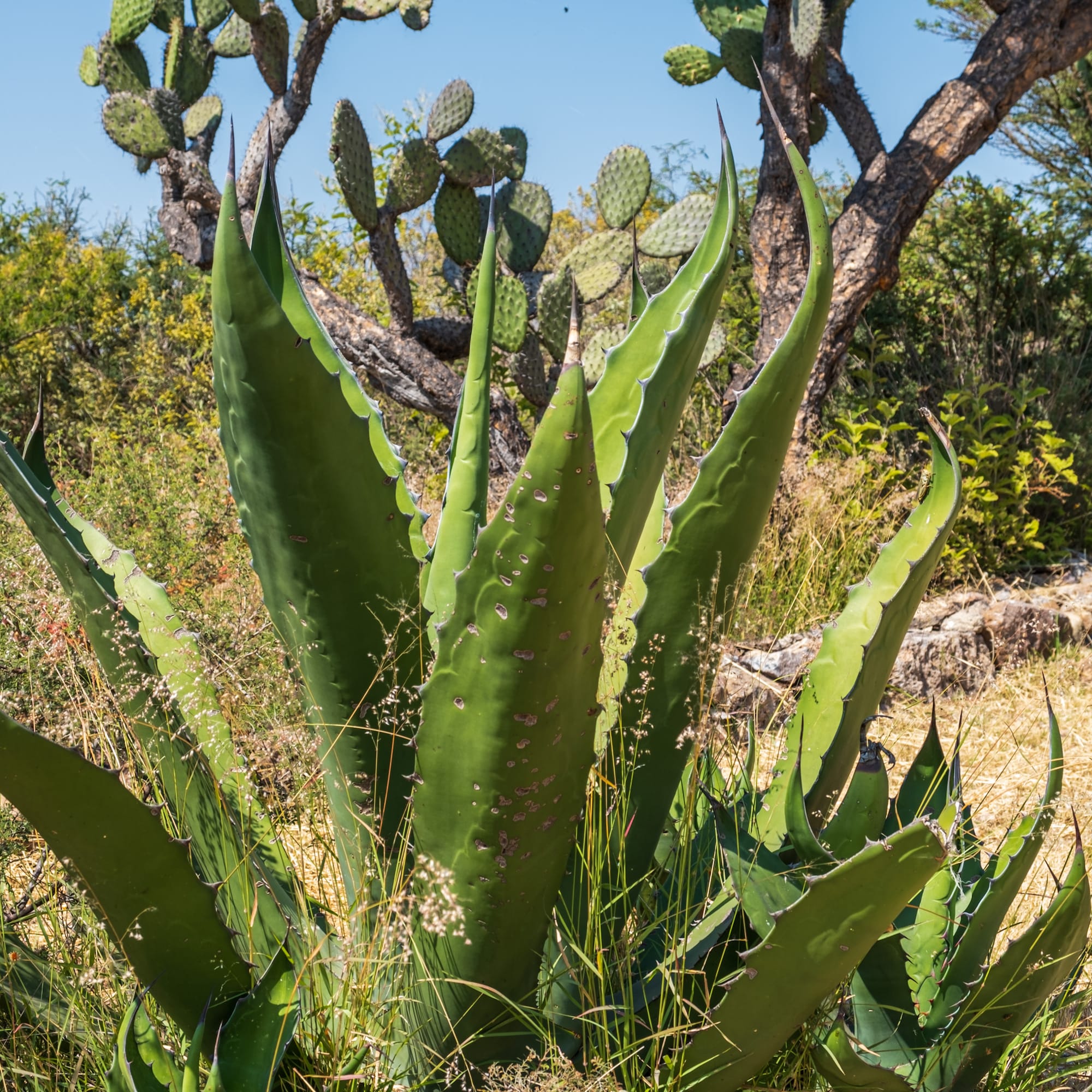 Jardin botanique El Charco Del Ingenio