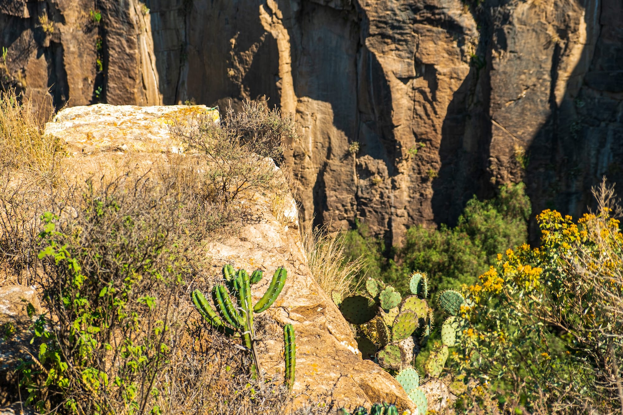 Jardin botanique El Charco Del Ingenio