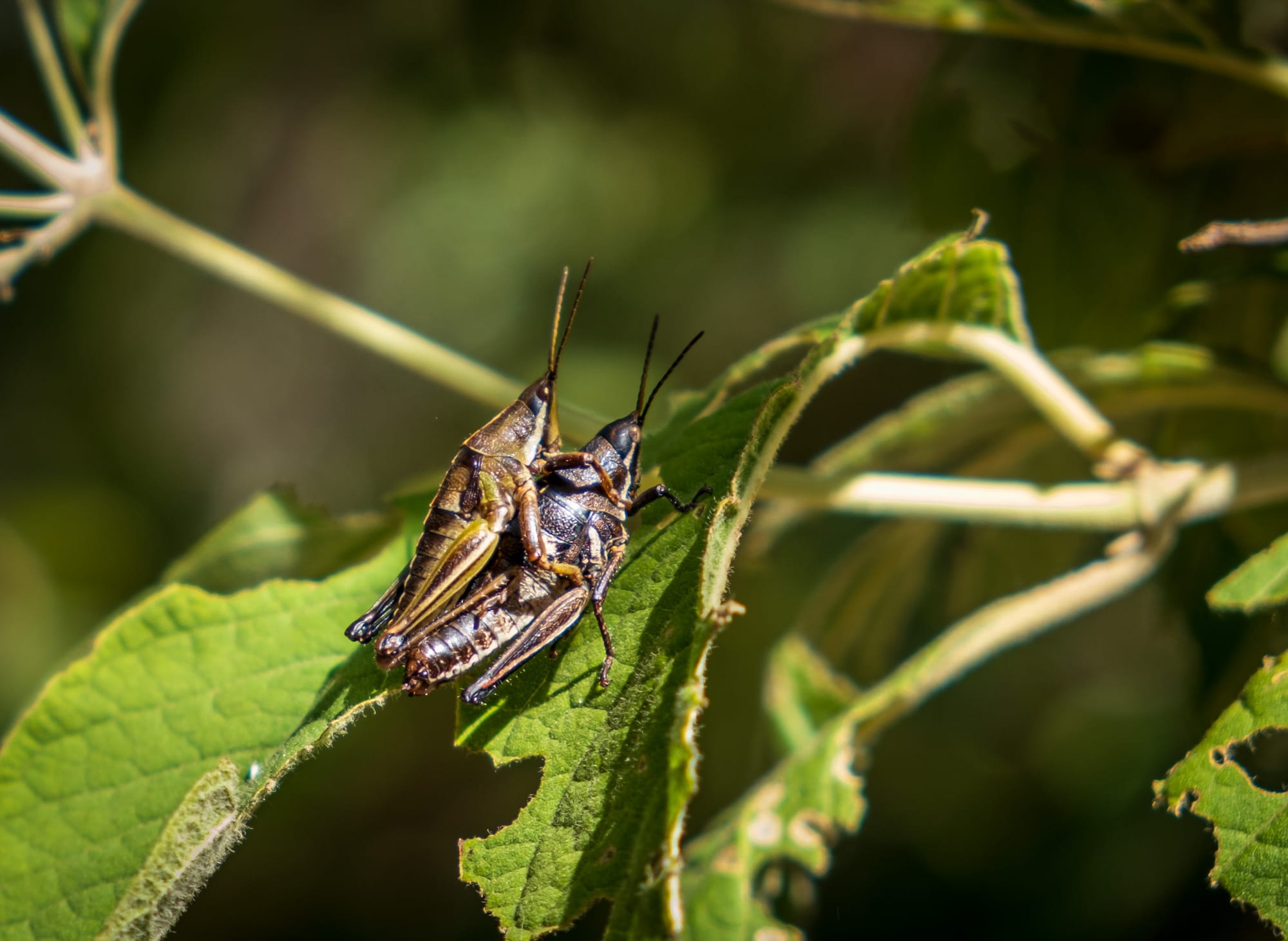 Jardin botanique El Charco Del Ingenio