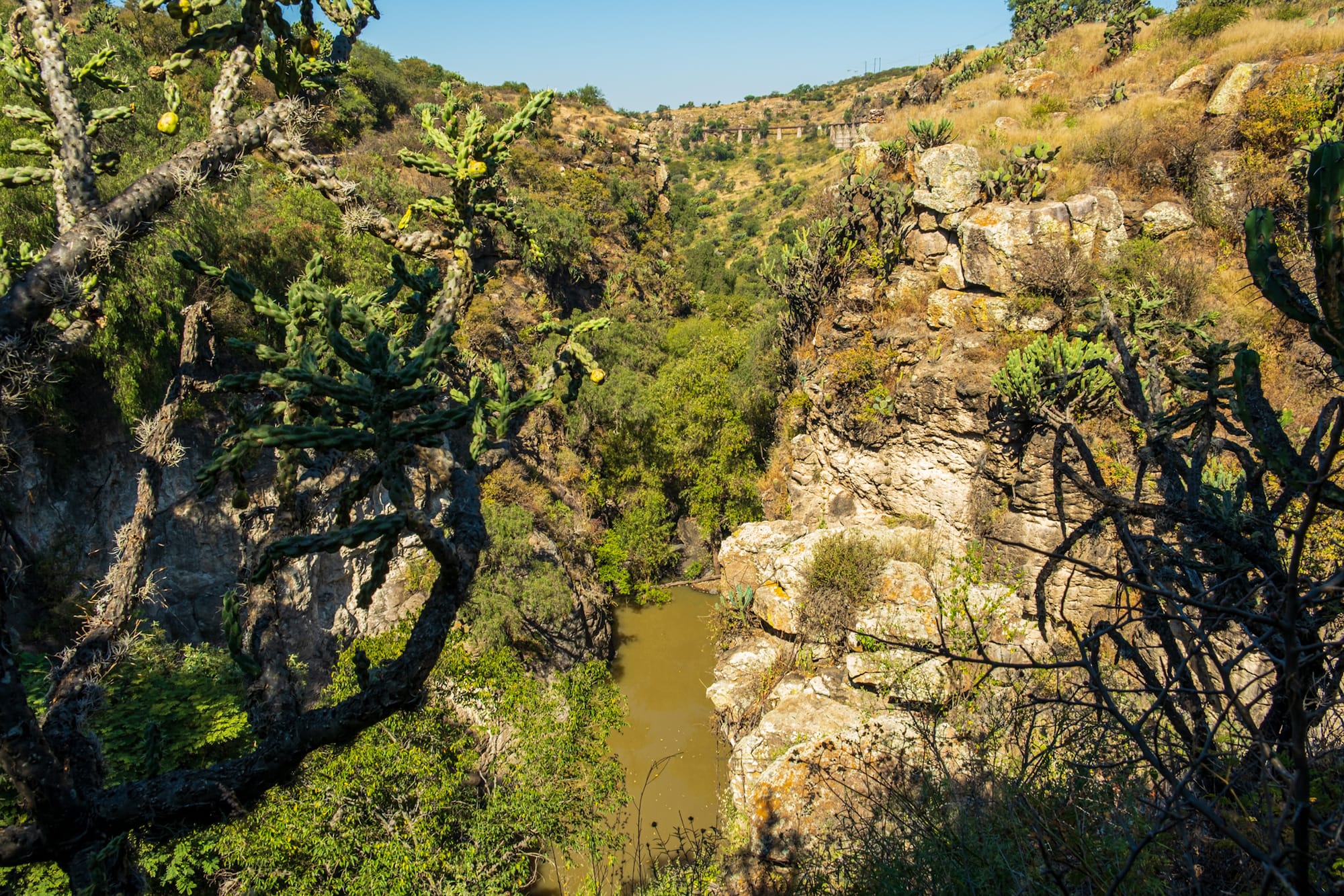 Jardin botanique El Charco Del Ingenio