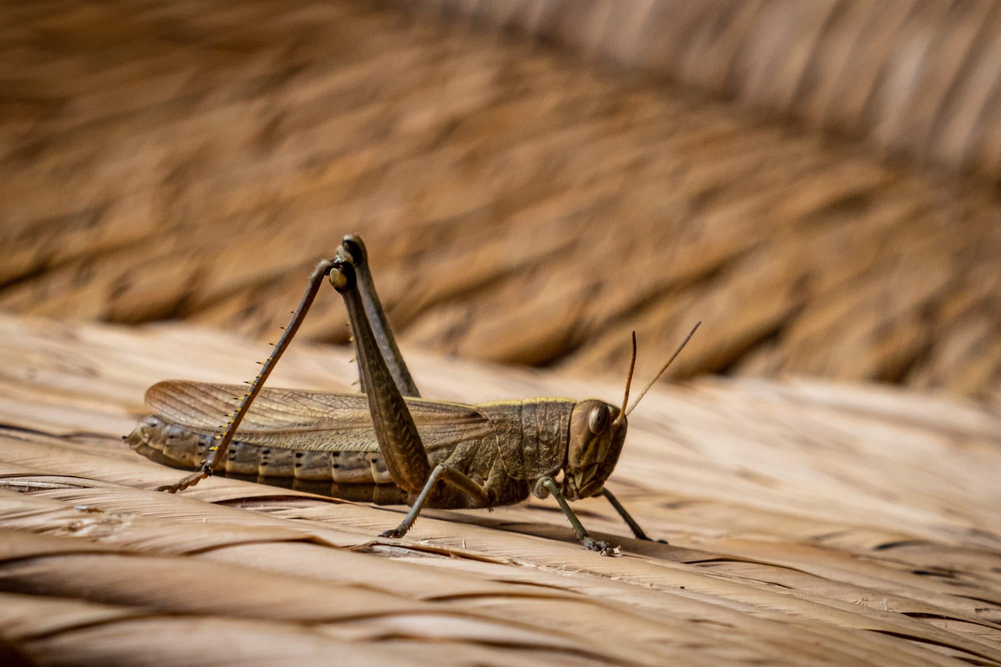 Jardin botanique El Charco Del Ingenio