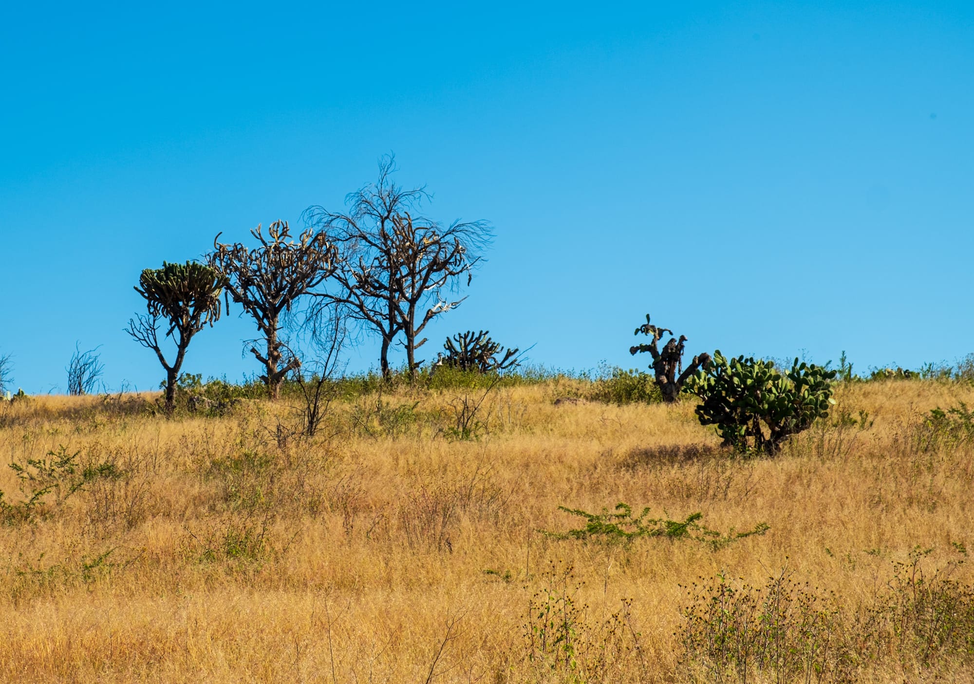 Jardin botanique El Charco Del Ingenio