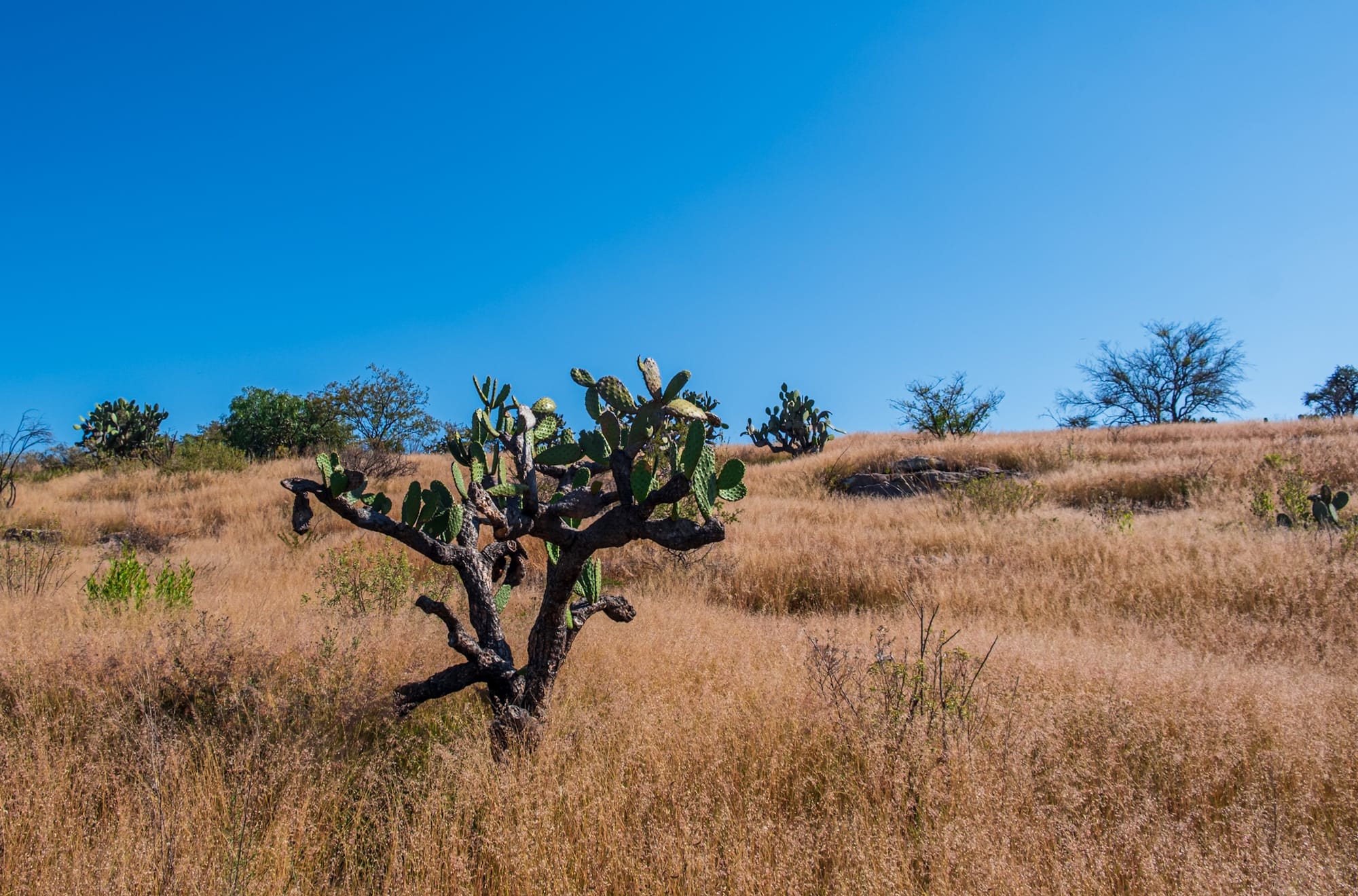 Jardin botanique El Charco Del Ingenio
