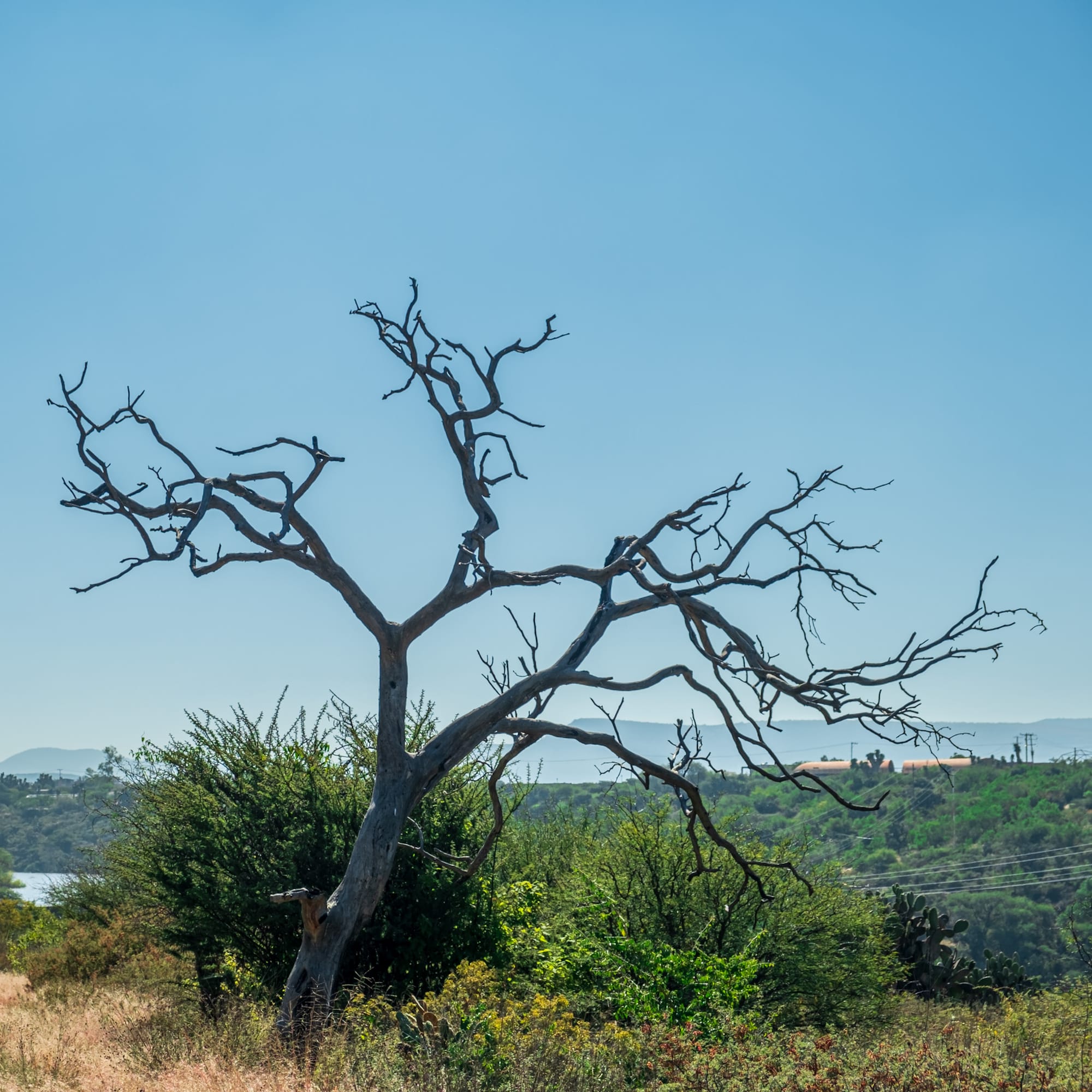 Jardin botanique El Charco Del Ingenio