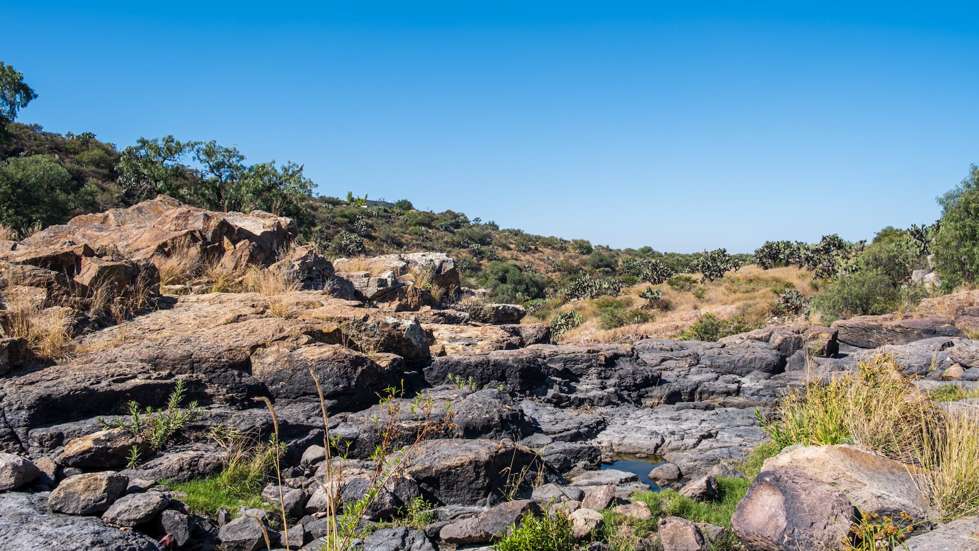 Jardin botanique El Charco Del Ingenio