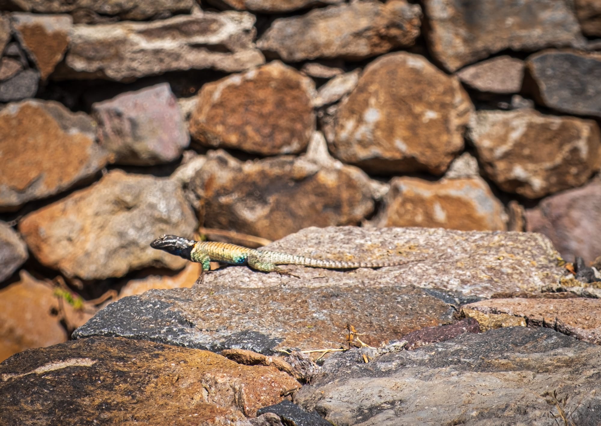 Jardin botanique El Charco Del Ingenio