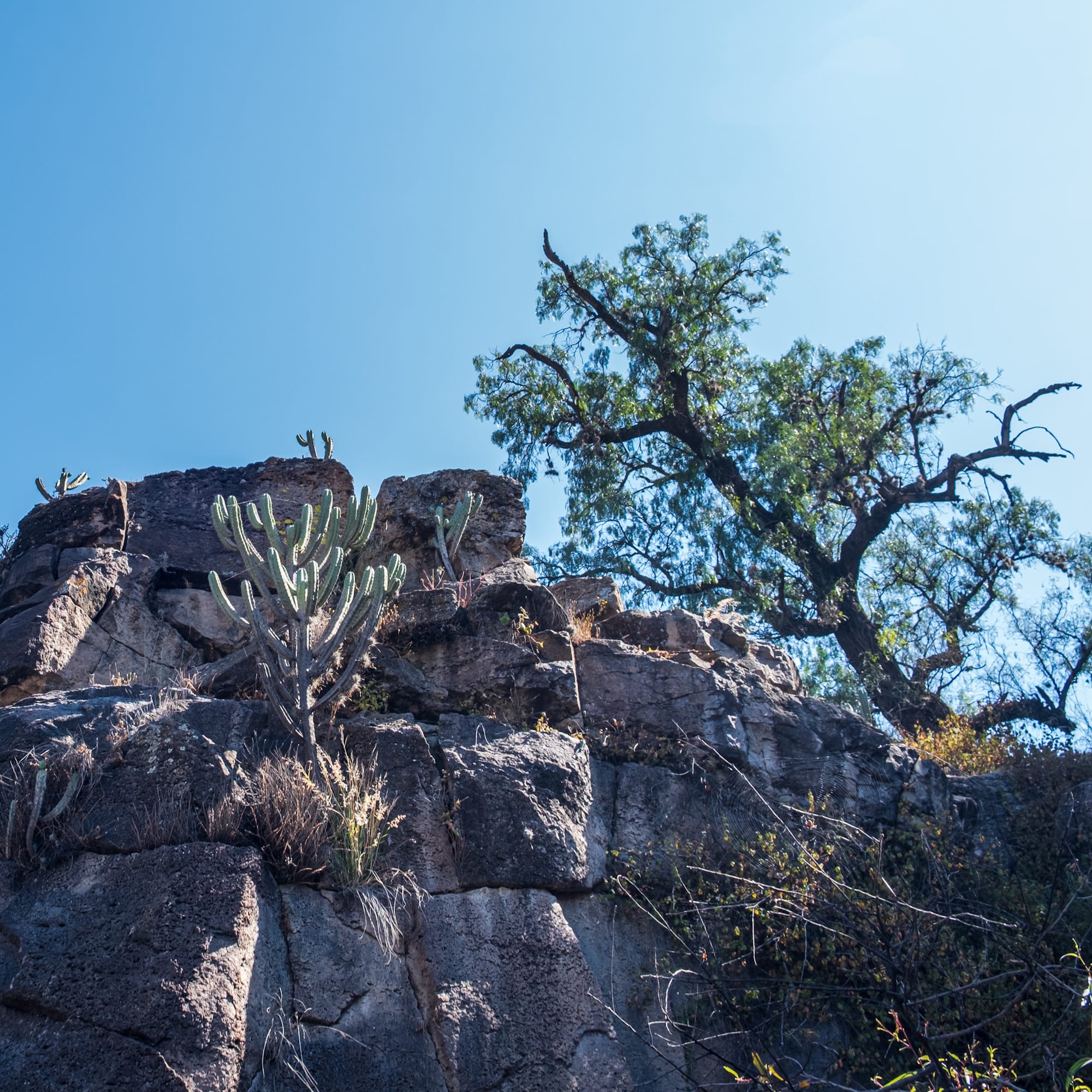 Jardin botanique El Charco Del Ingenio