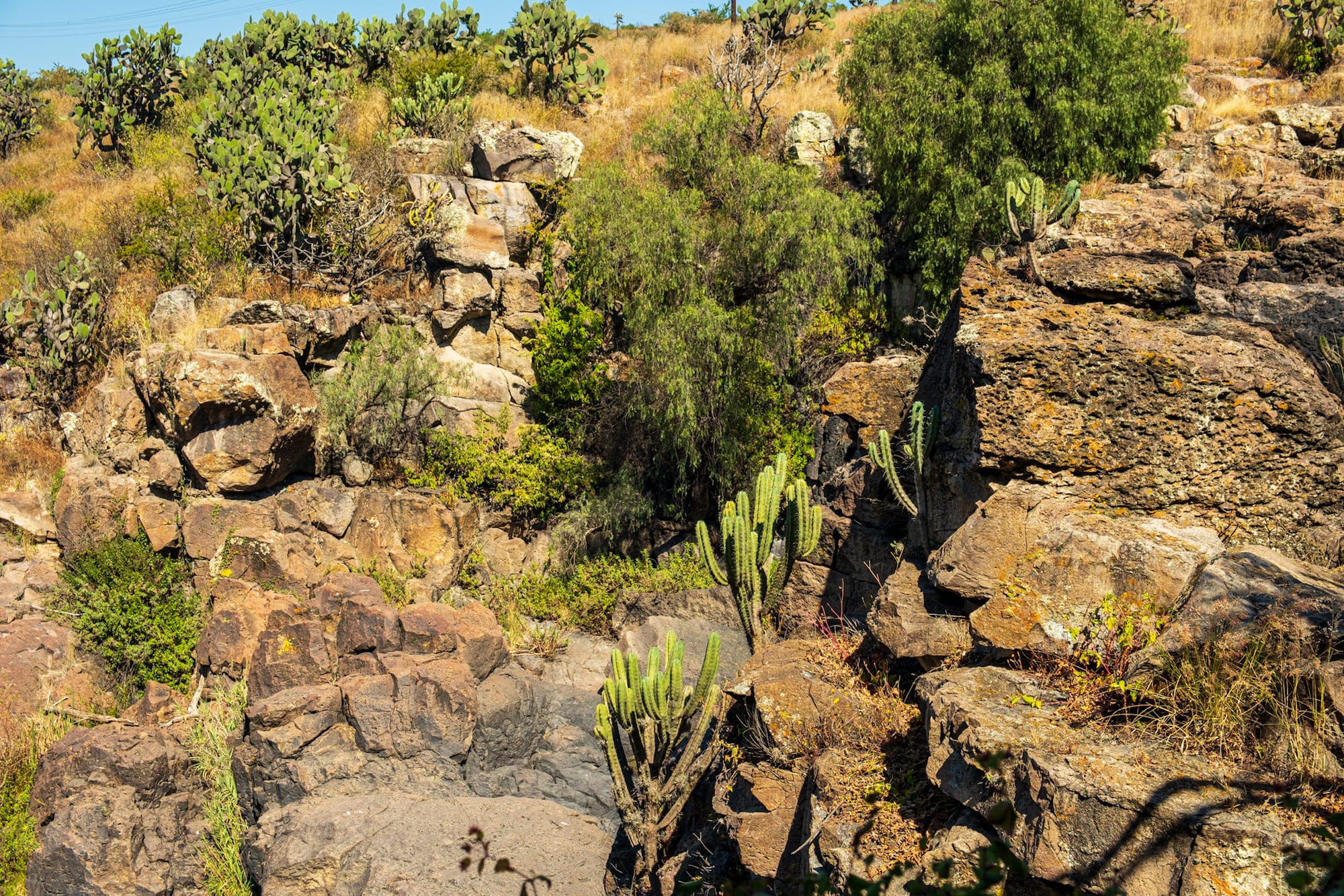 Jardin botanique El Charco Del Ingenio