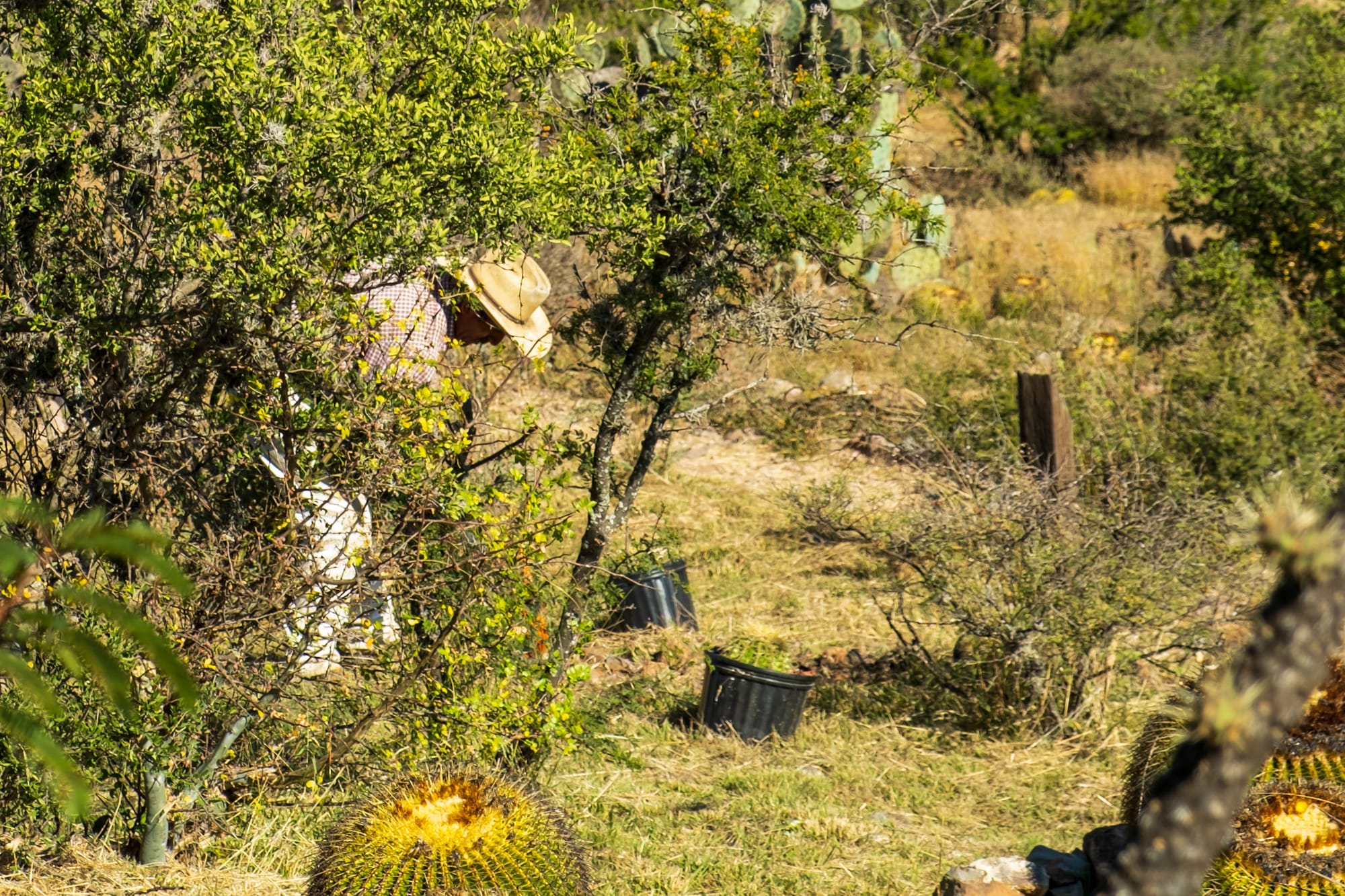 Jardin botanique El Charco Del Ingenio