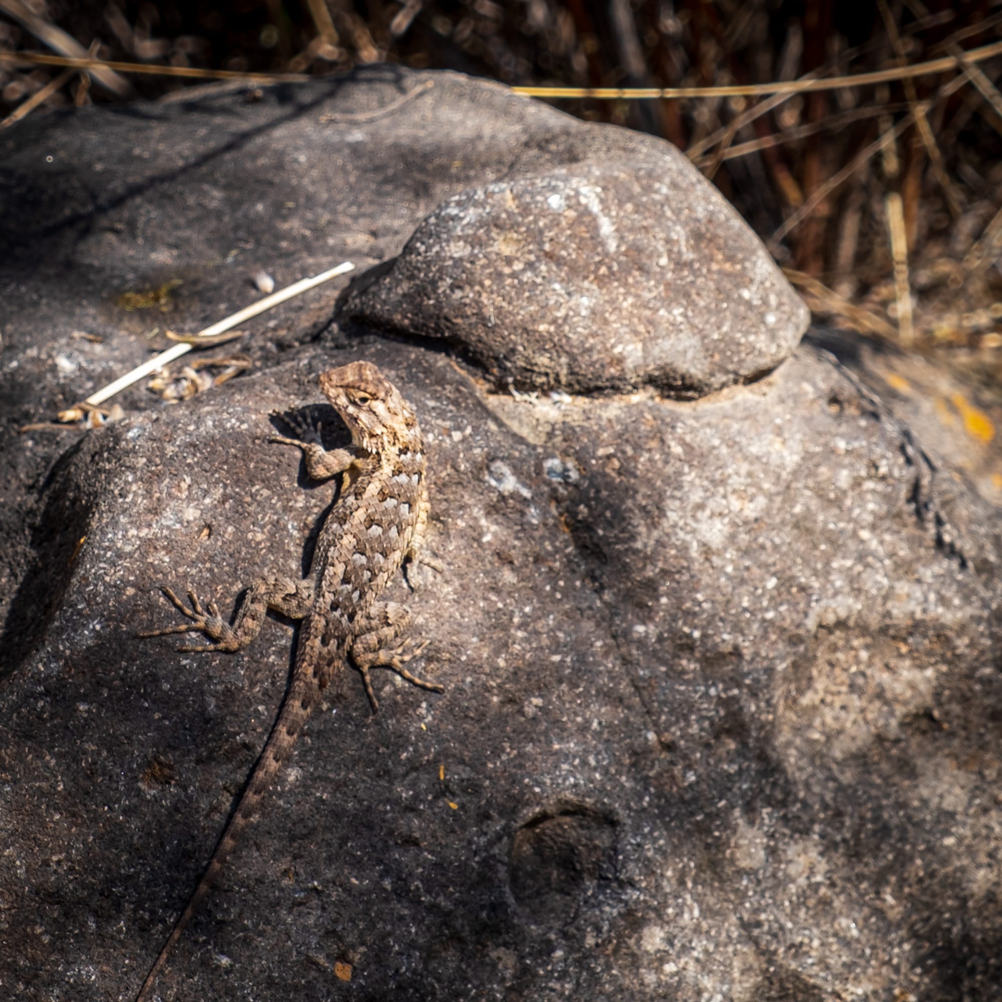 Jardin botanique El Charco Del Ingenio