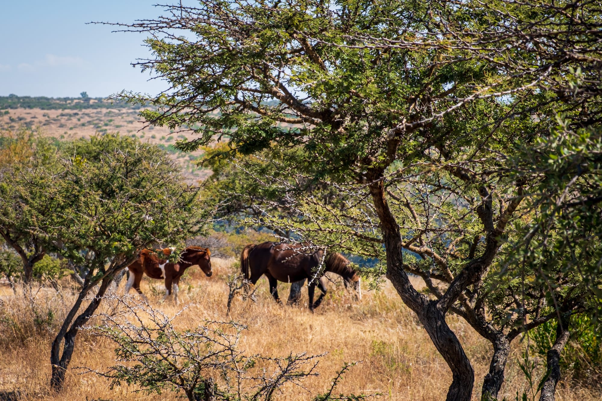 Pyramide à degrés méso-américaine 