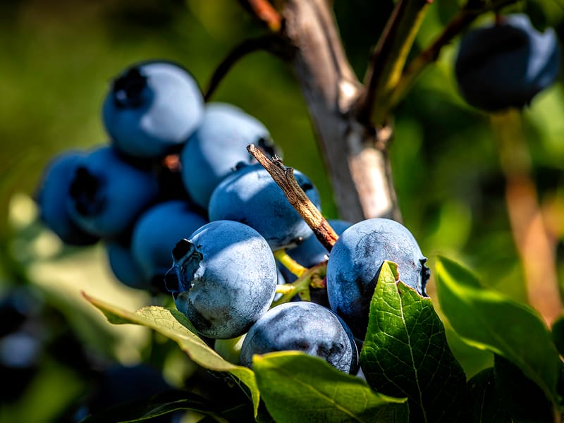 Producteurs locaux (Estrie)