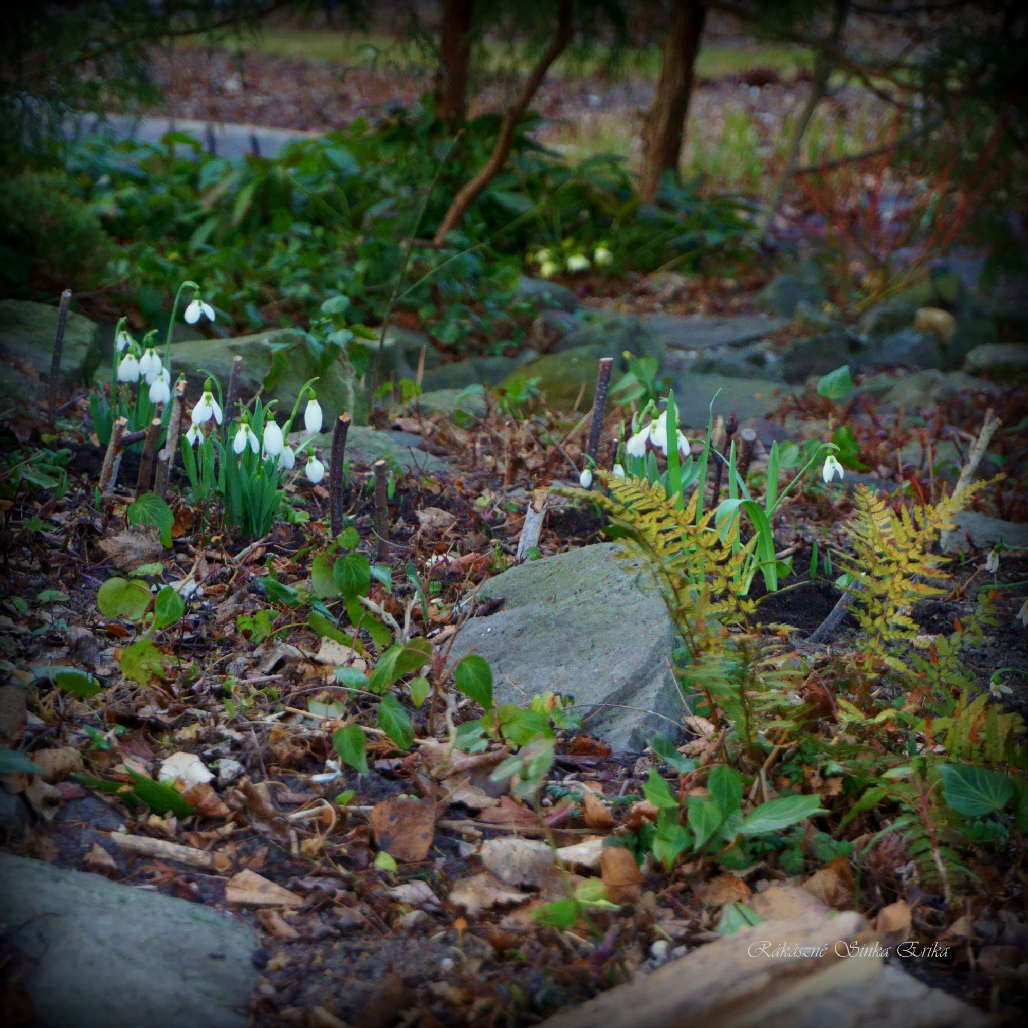 Galanthus  (hóvirág)