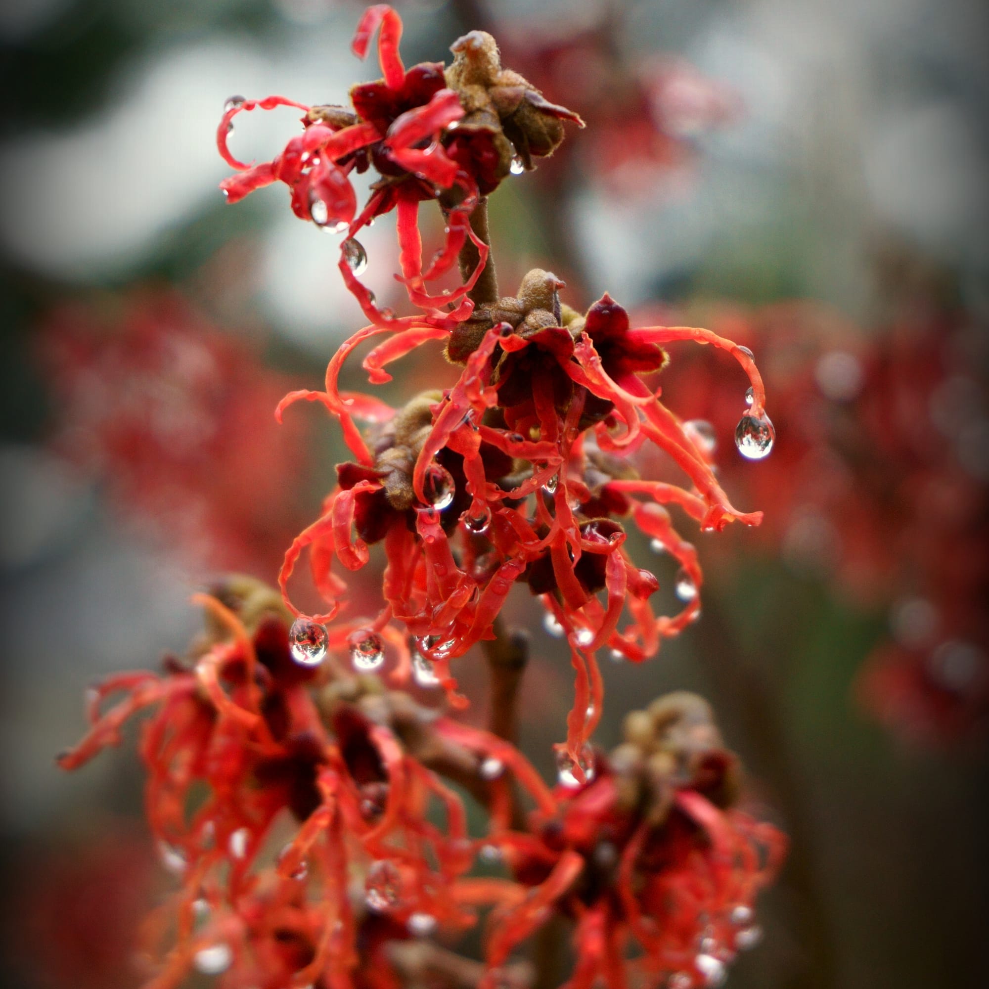 Hamamelis intermedia  (Varázsmogyoró)