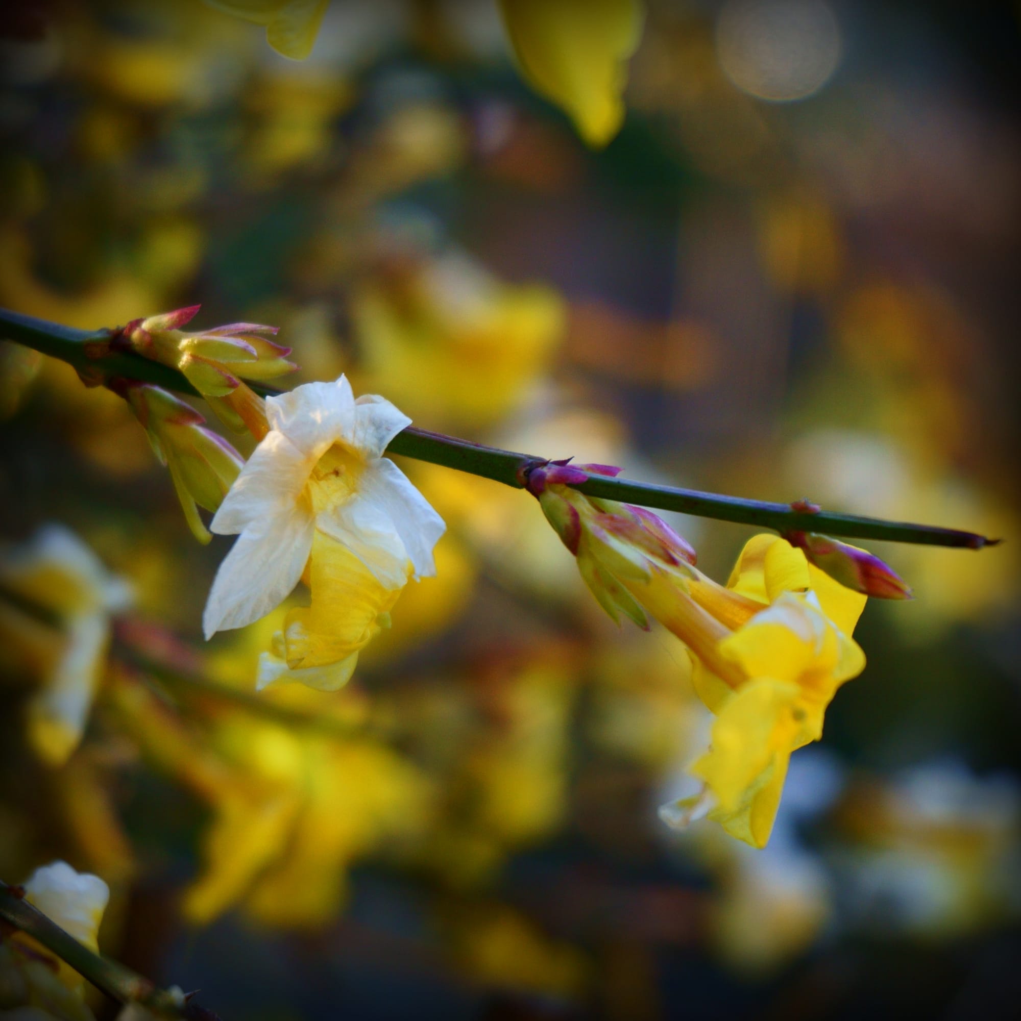 Jasminum nudiflorum (téli jázmin)