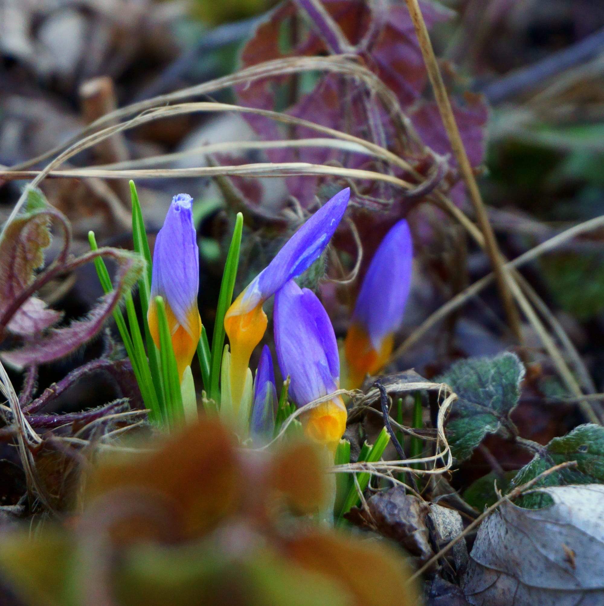 Crocus  (Sáfrány, krókusz)