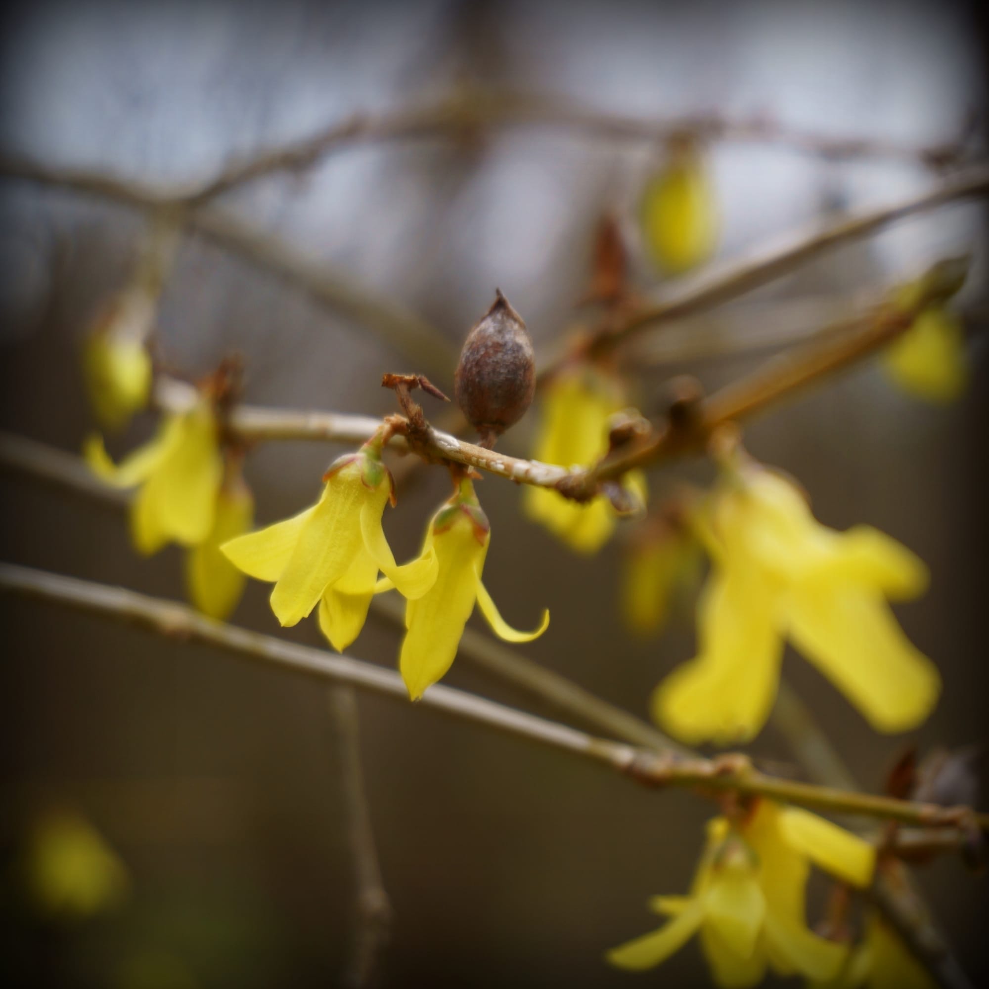 Forsythia giraldiana  (Aranyfa)