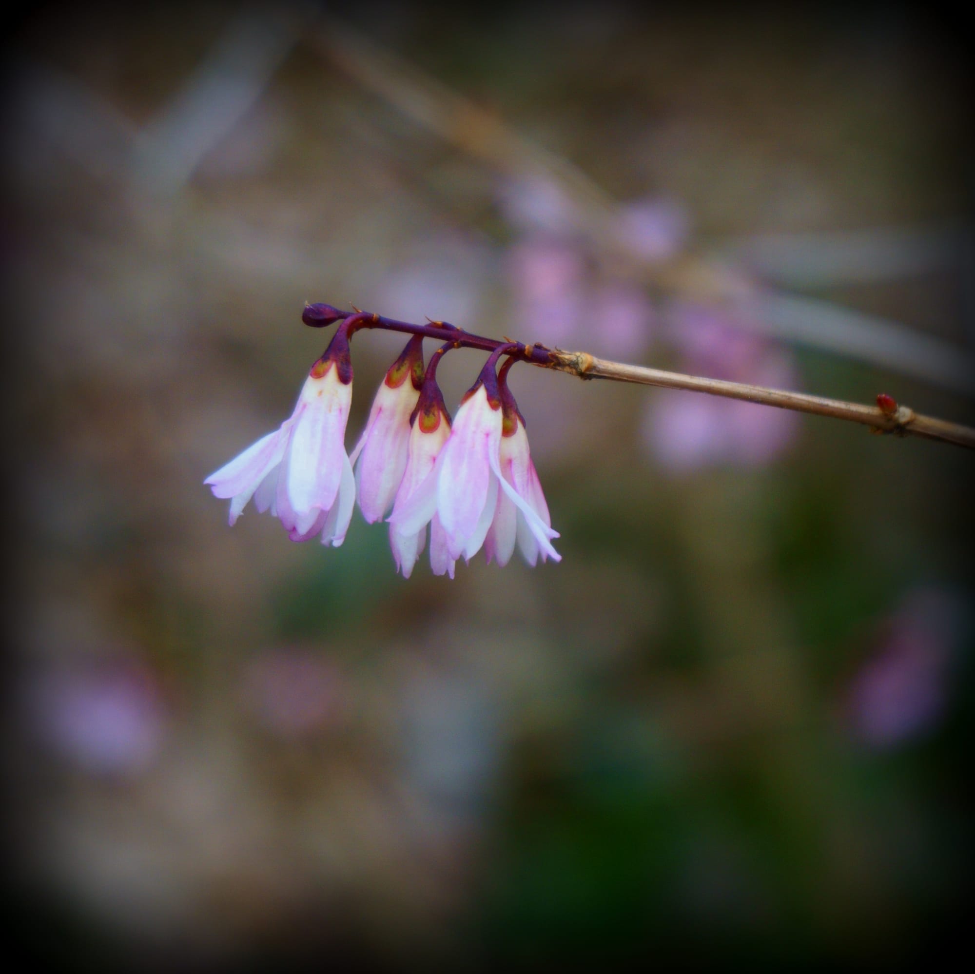 Abeliophyllum distichum (rózsás hóvessző)