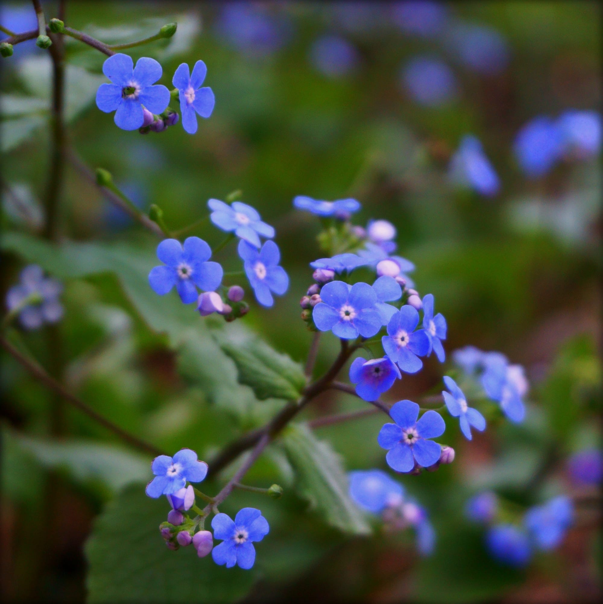 Brunnera macrophylla (Kaukázusi nefelejcs)