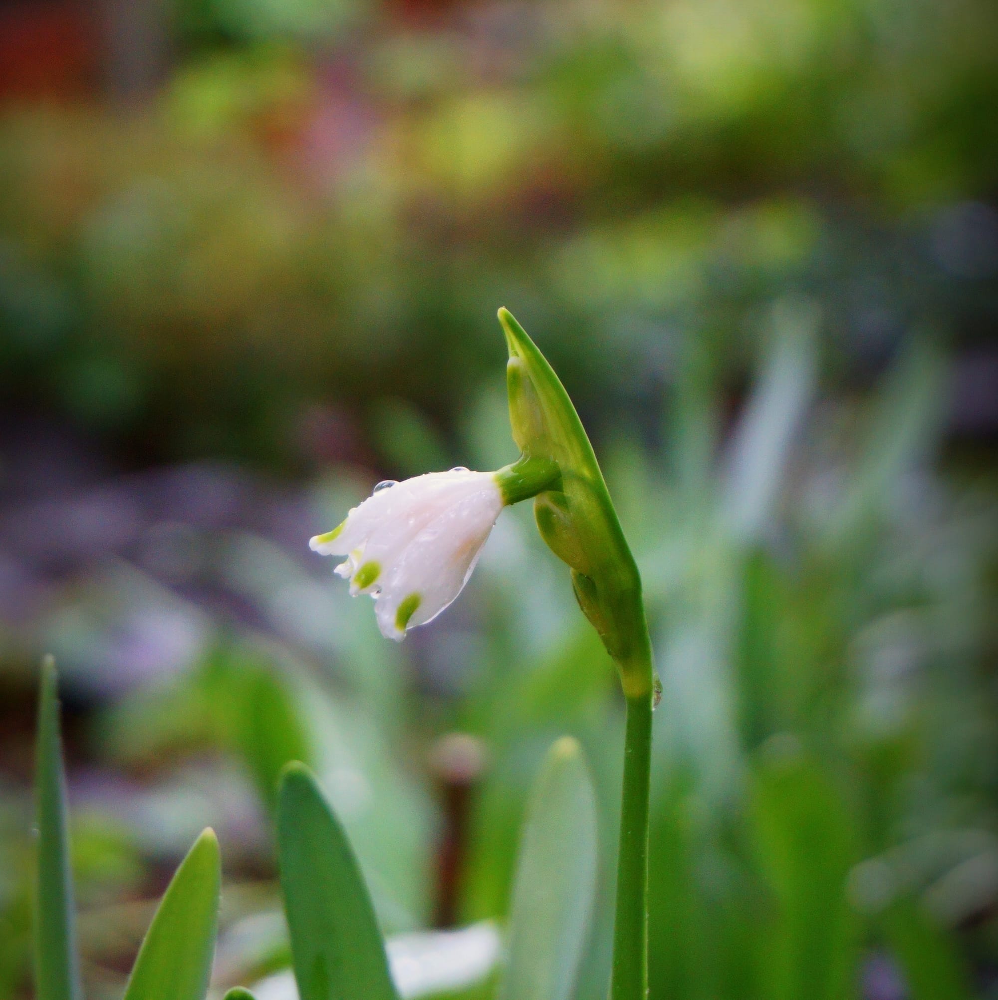 Leucojum aestivum "Gravetye Giant"  (tőzike)