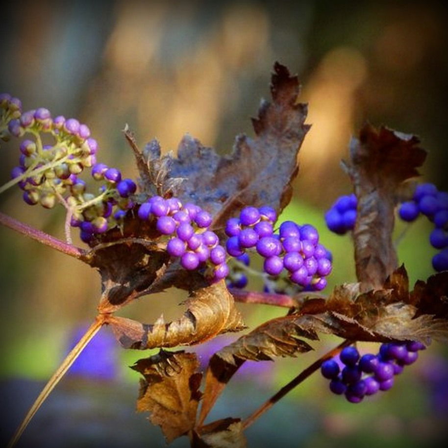 Callicarpa dichotoma és bodinieri (Lilabogyó)