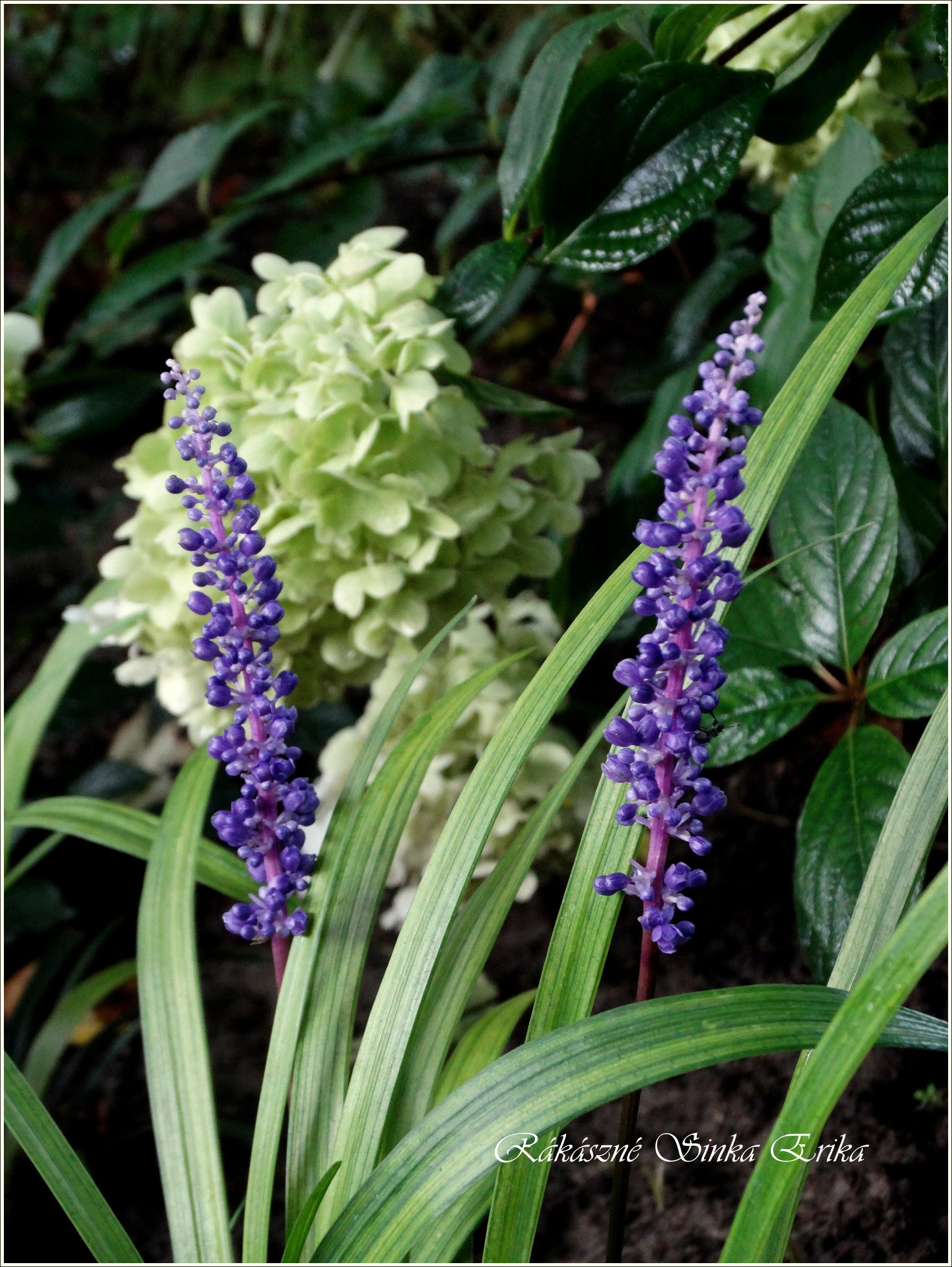 Liriope muscari (gyöngyikés gyepliliom, liliomfű )