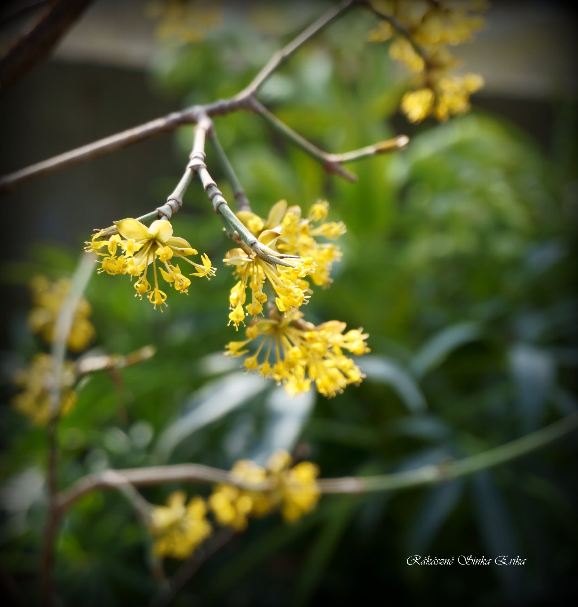 Cornus mas 'Kazanlak'   (húsos som)