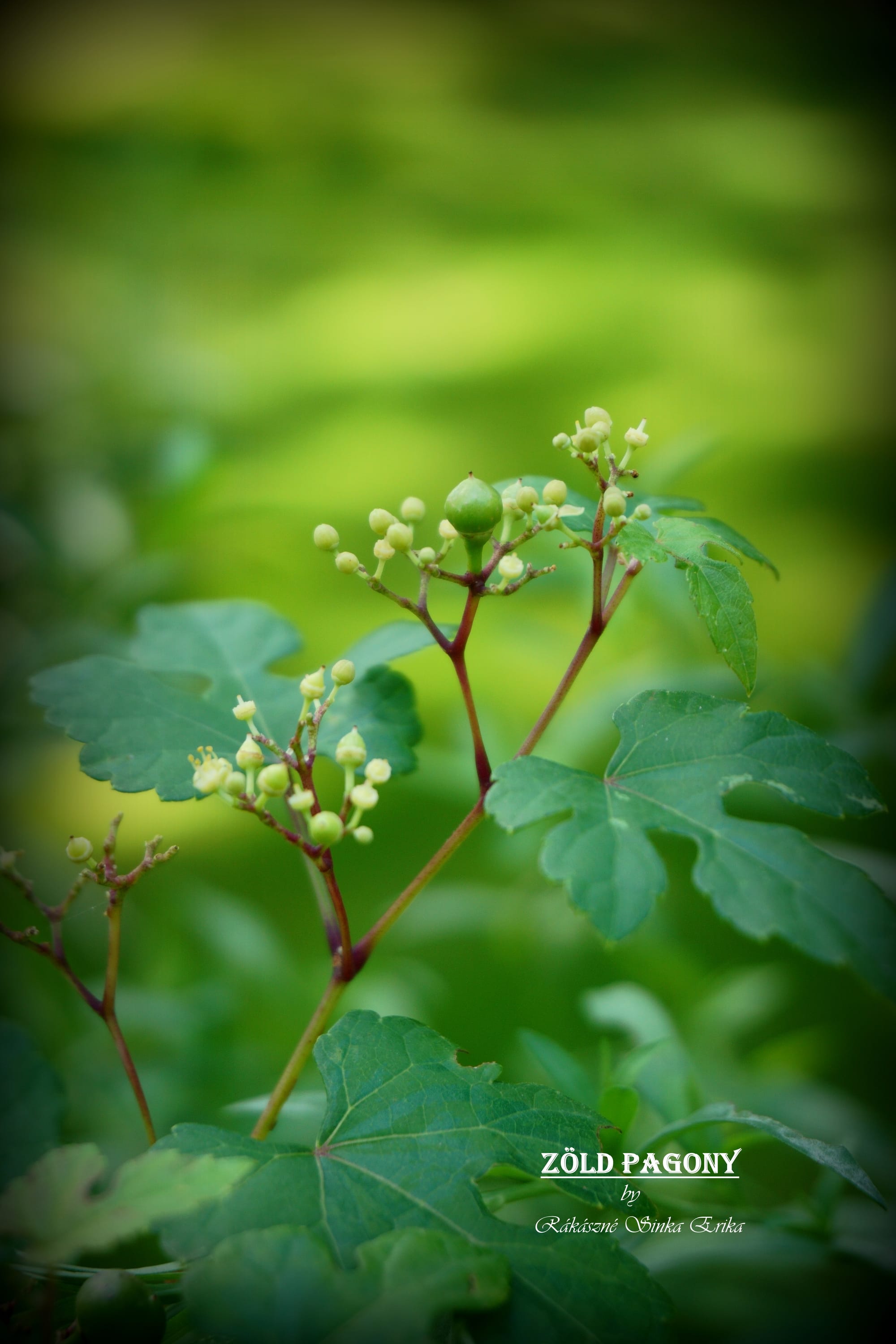 Ampelopsis glandulosa 'Elegans'  (Borostyánszőlő, Tarka levelű borostyánszőlő)